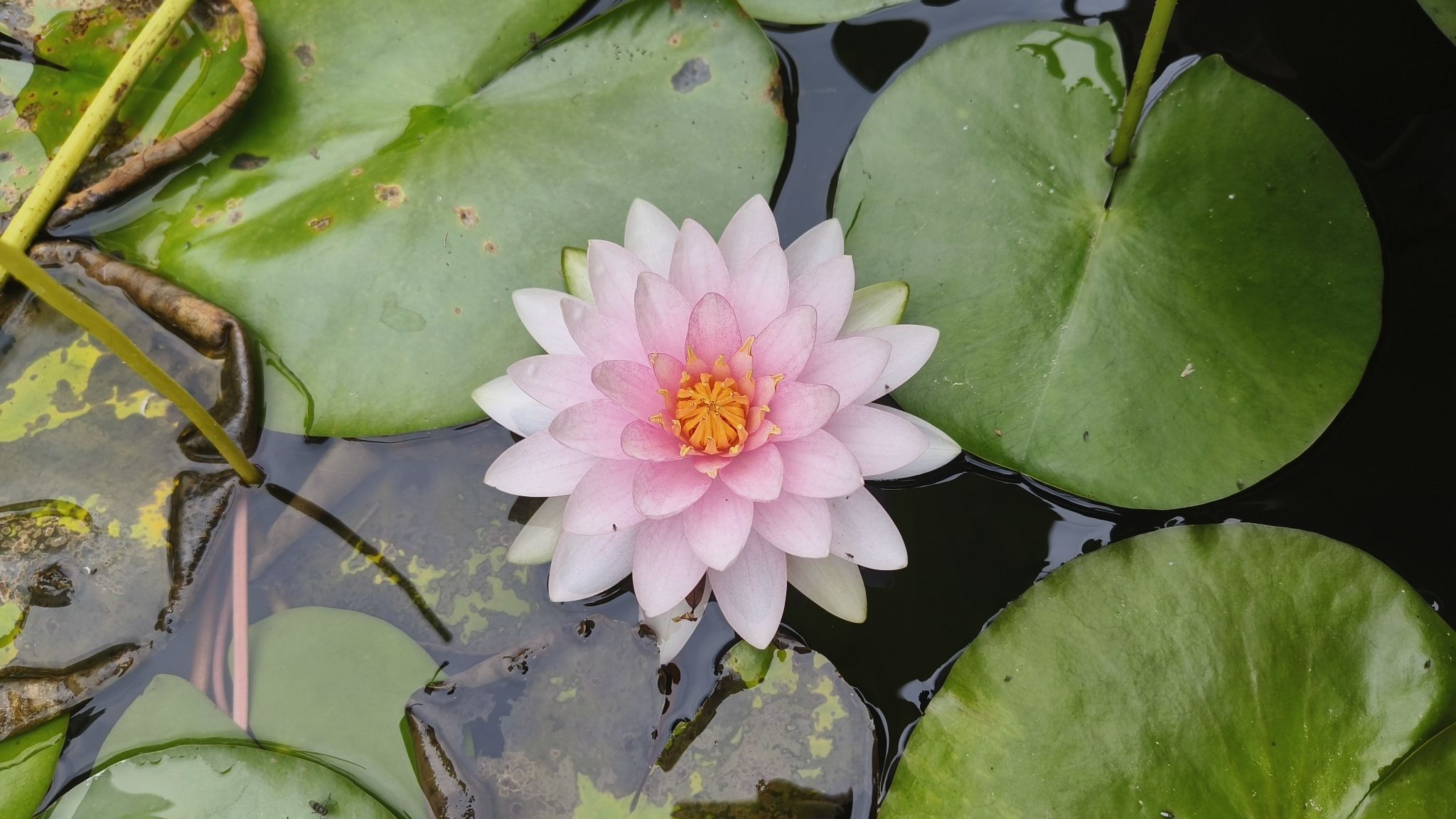 百花洲