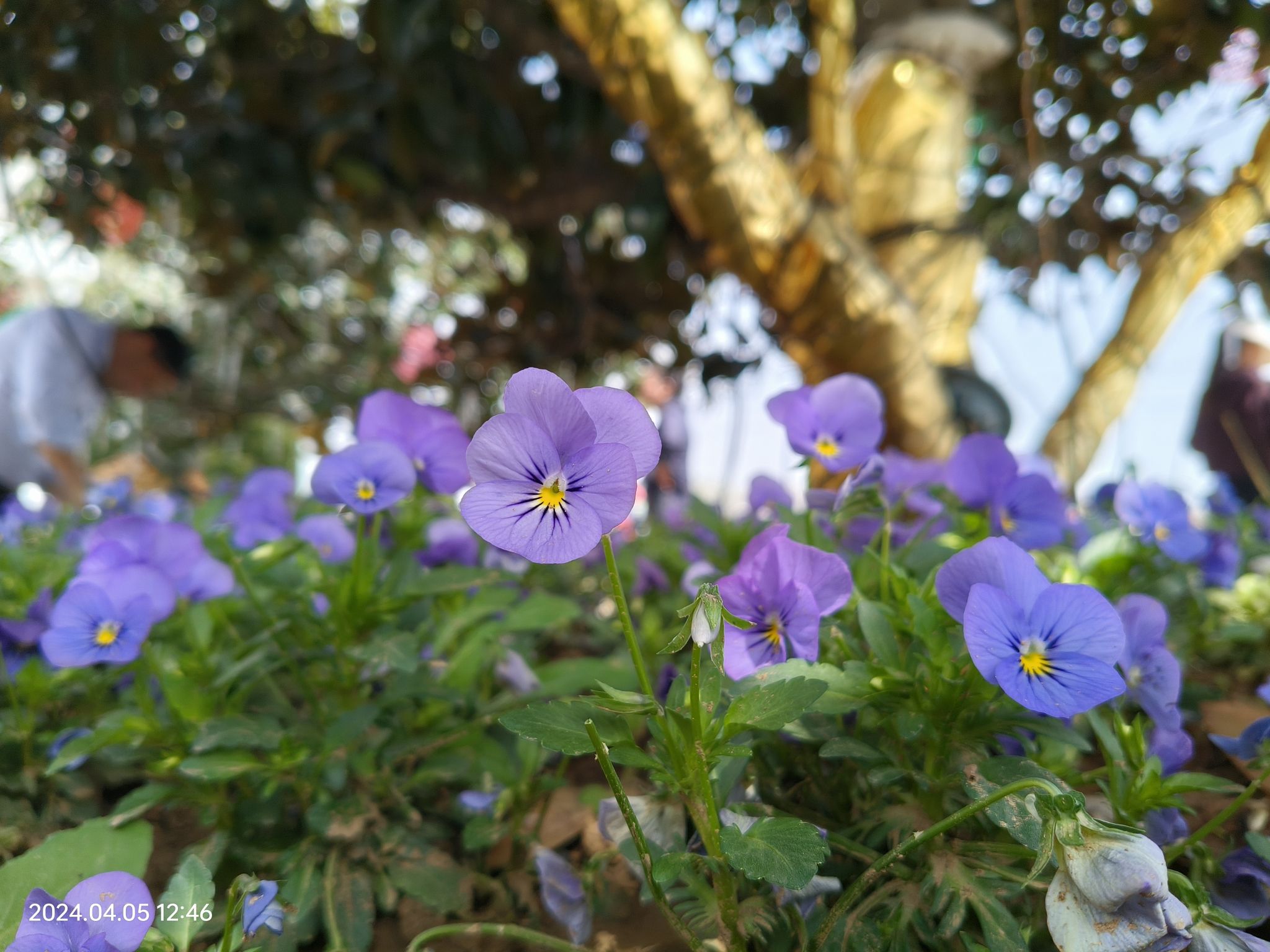 安徽蚌埠·花博园