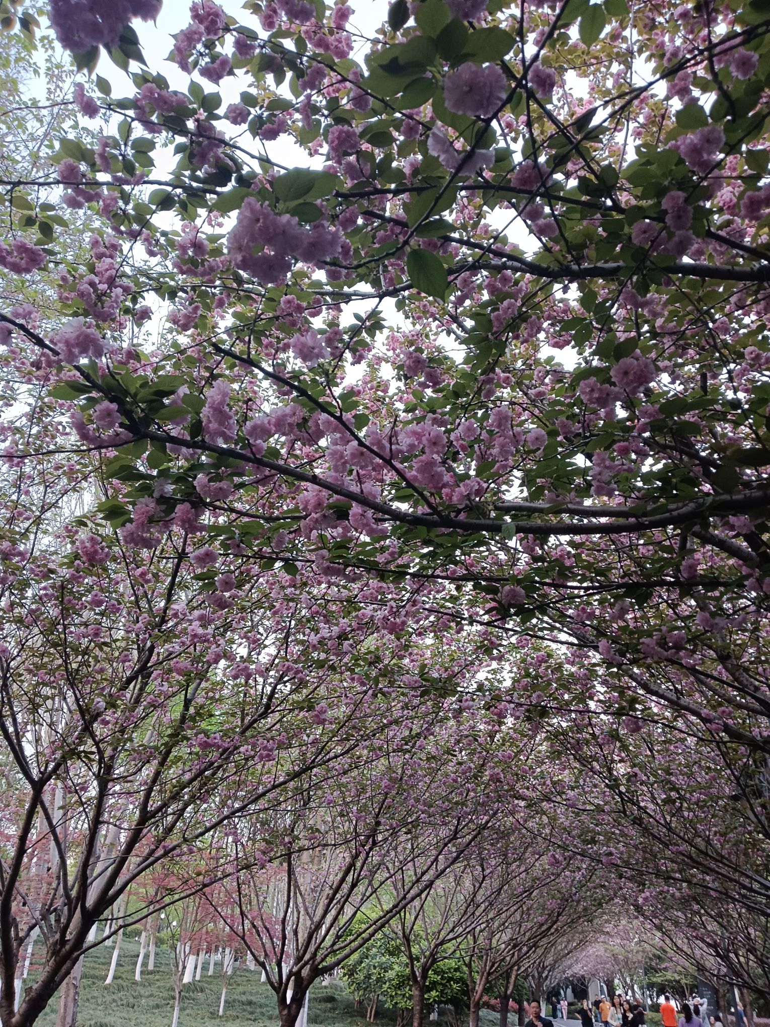 王家墩公园旅行图片