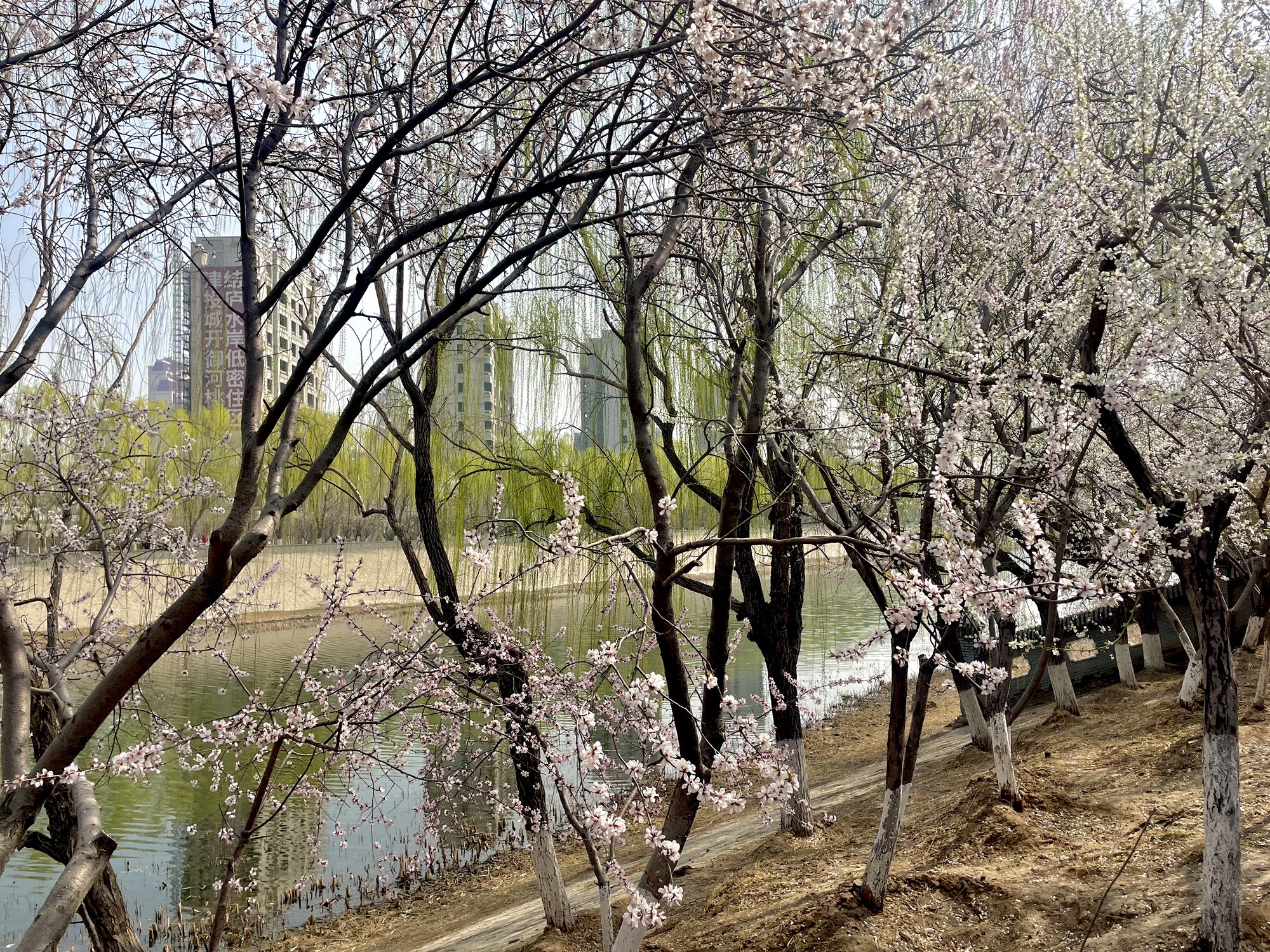 桃花园旅行图片
