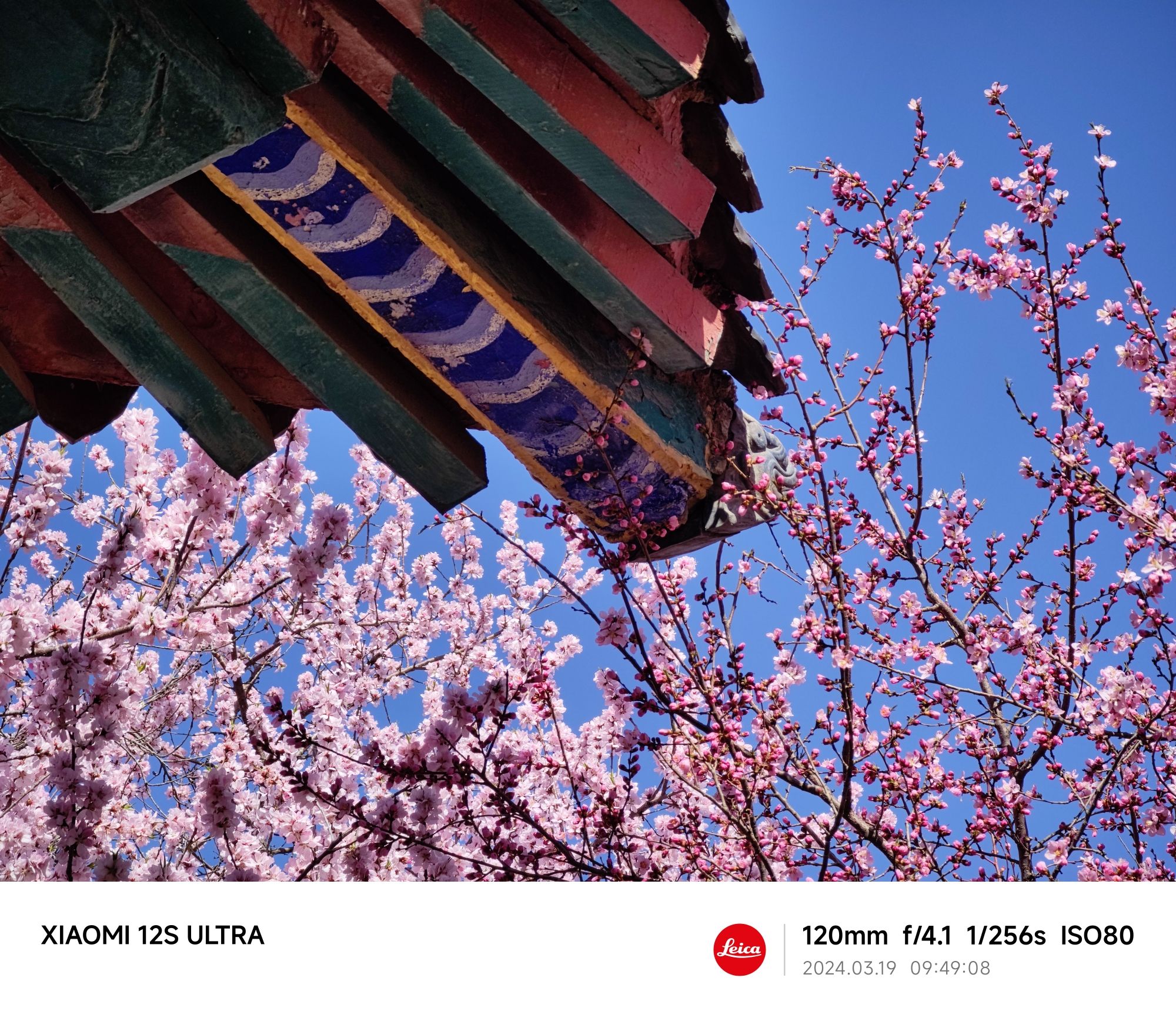 桃花园旅行图片