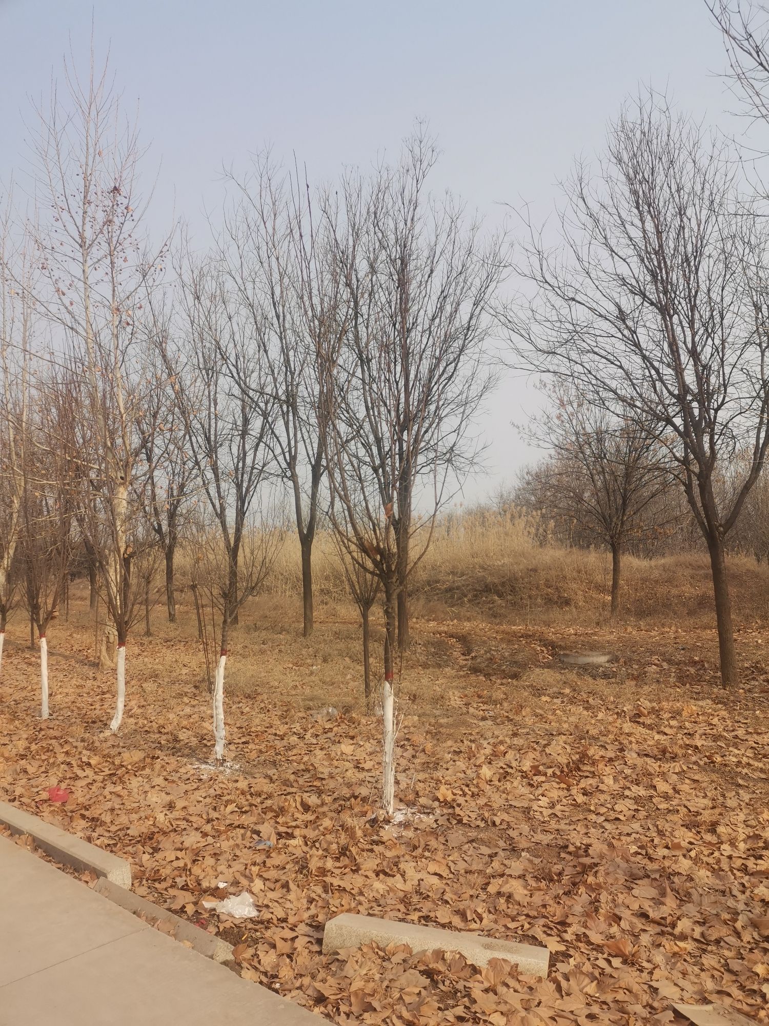 东花园旅行图片