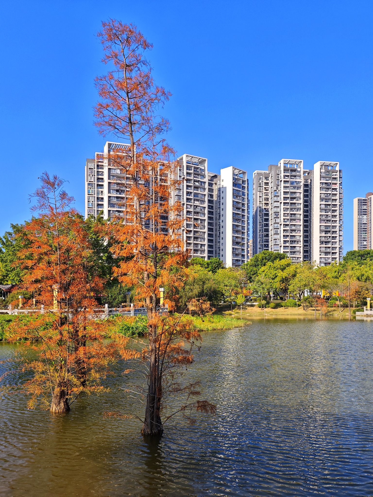 新湖公园旅行图片