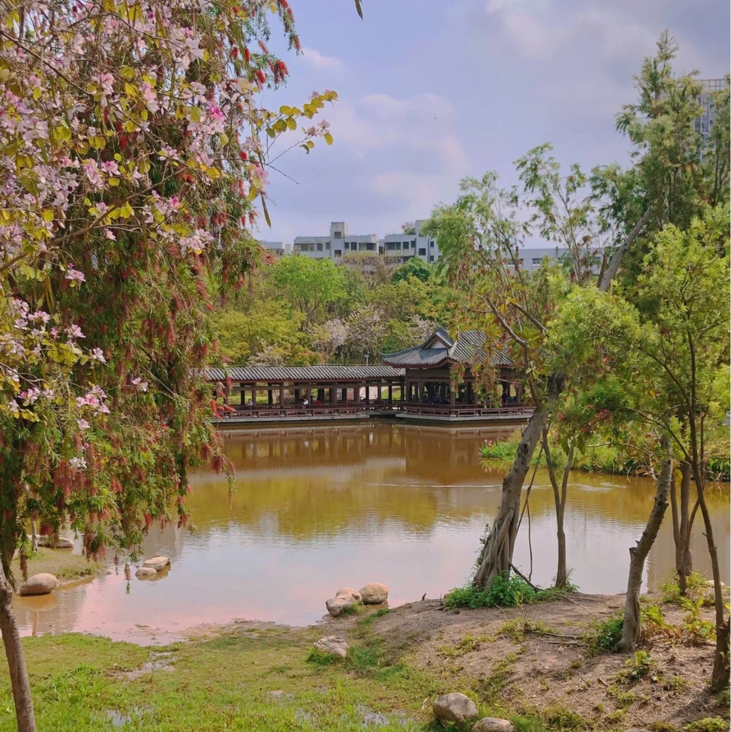 新湖公园旅行图片