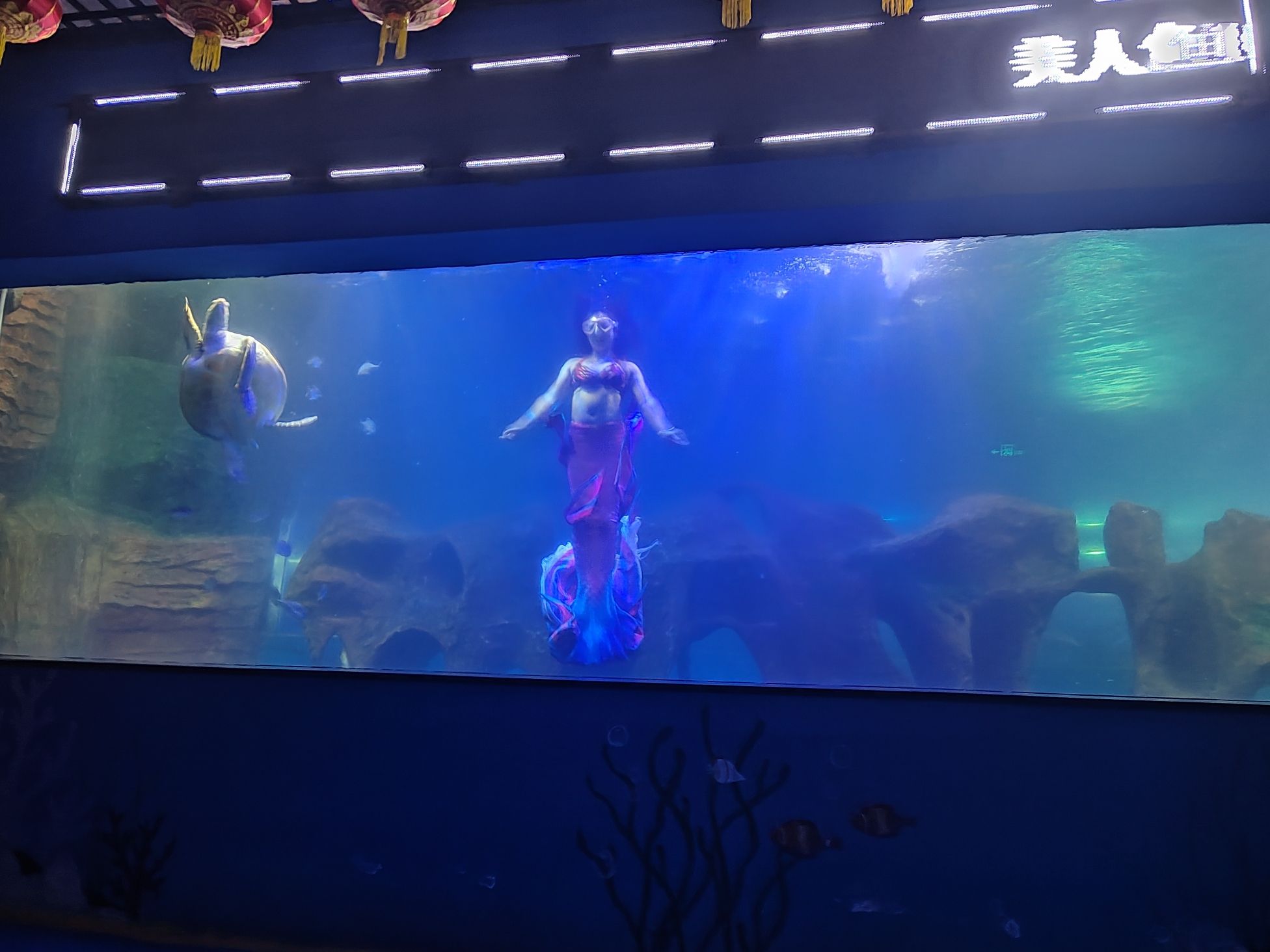 新乡海洋馆旅行图片