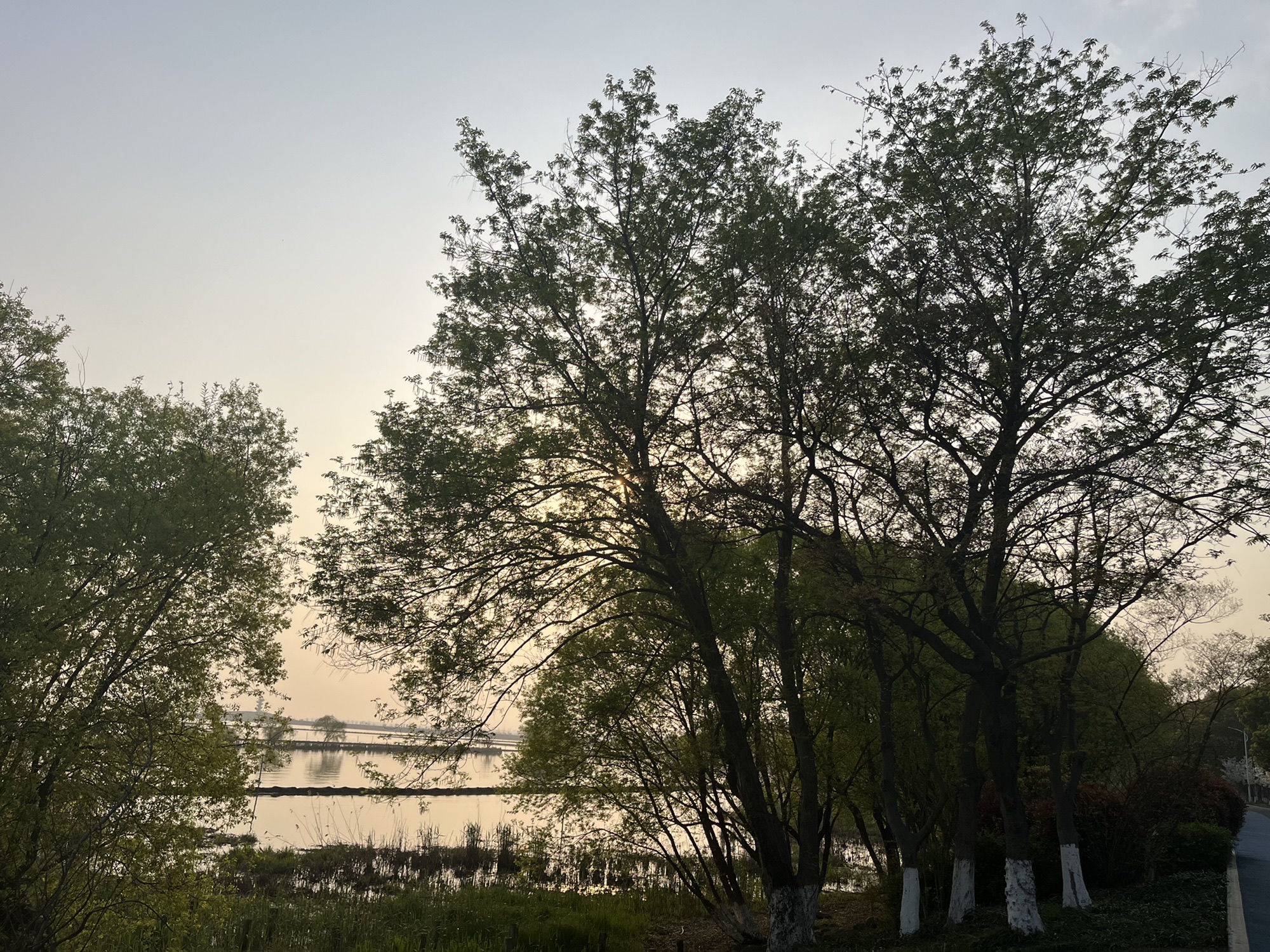 大溪港湿地公园