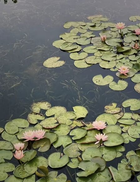 东坡城市湿地公园旅行图片