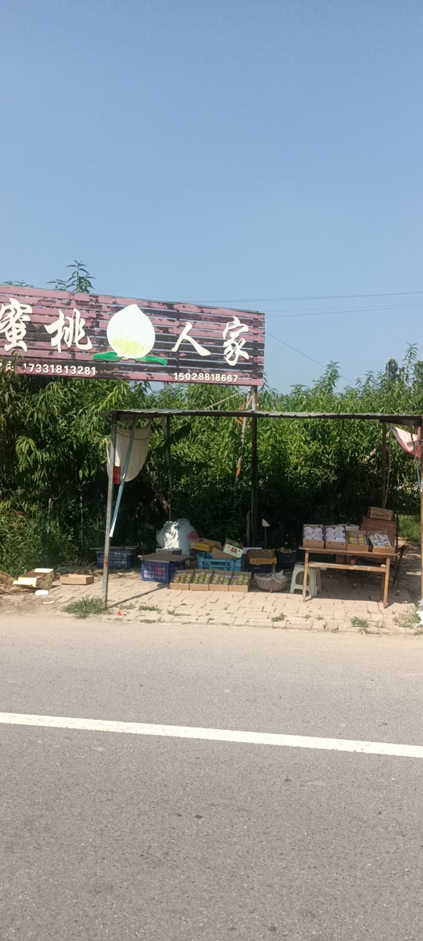深州蜜桃观光园旅行图片