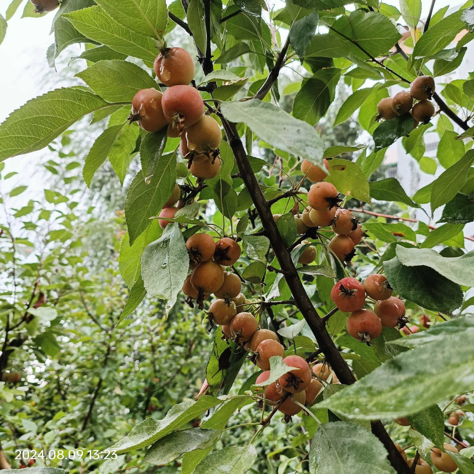 西海子公园