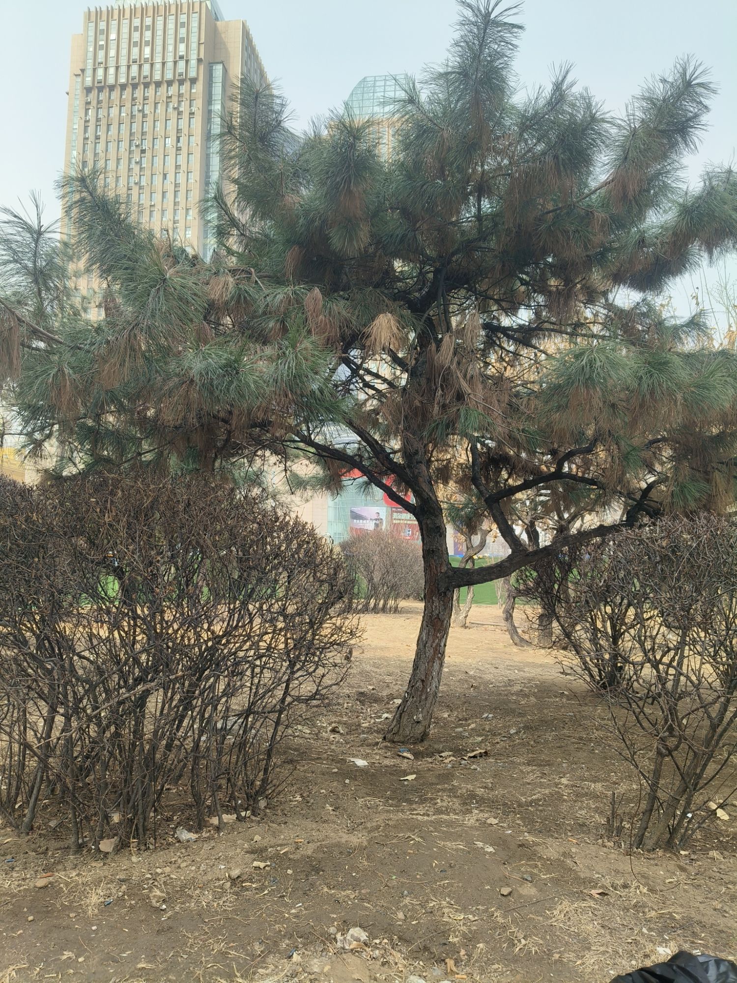 铁西广场