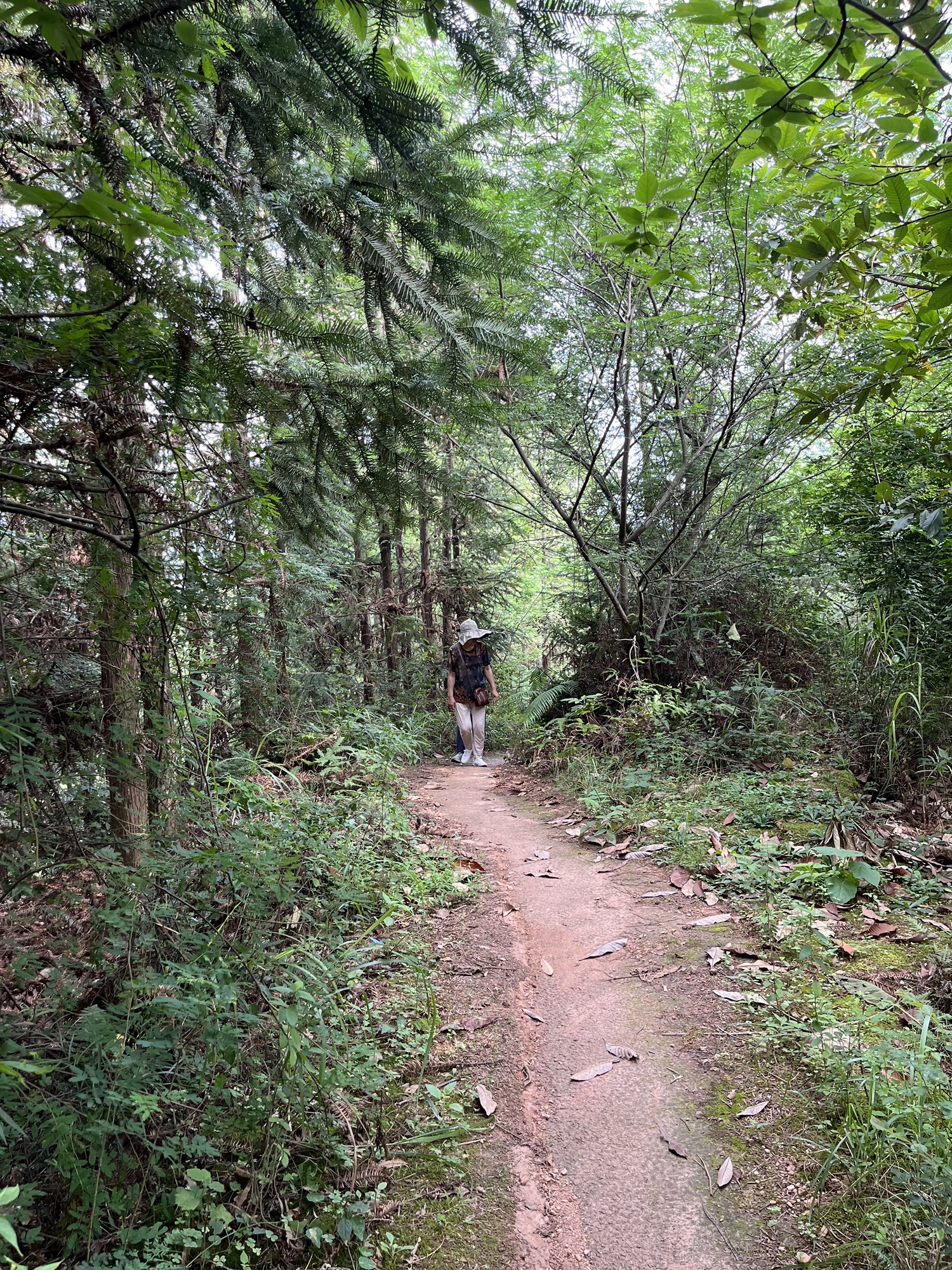 培风塔旅行图片