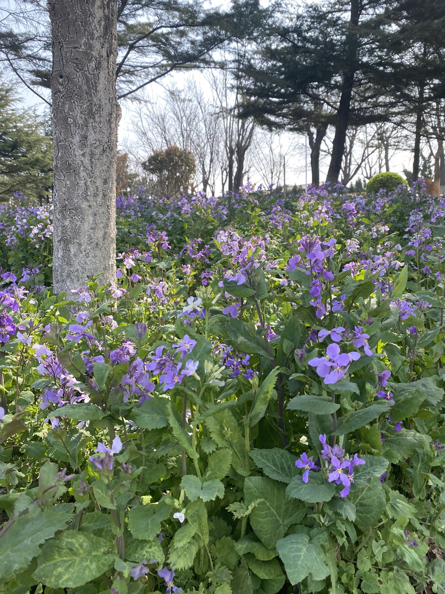 平山河湿地公园