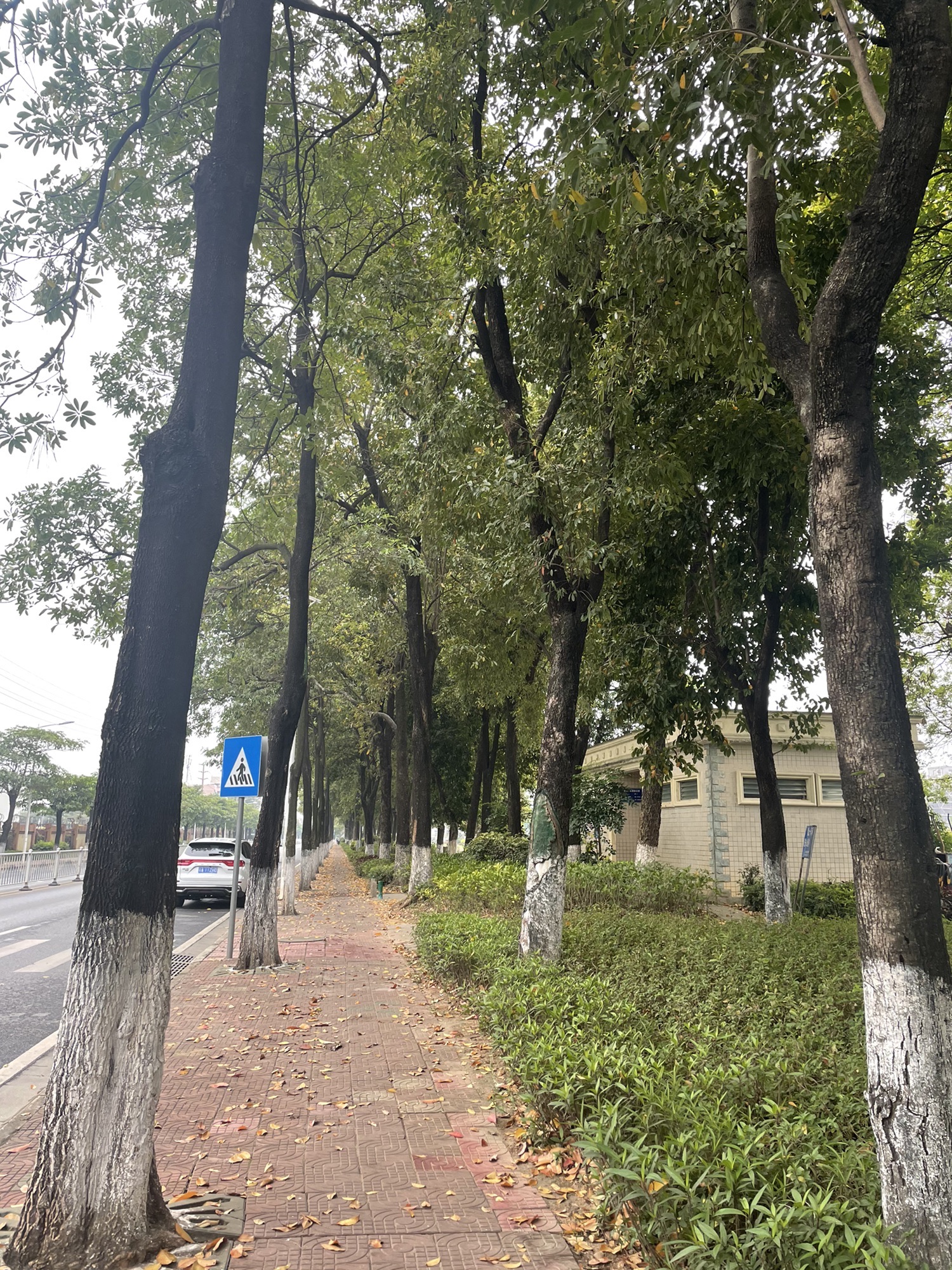 湖心公园旅行图片
