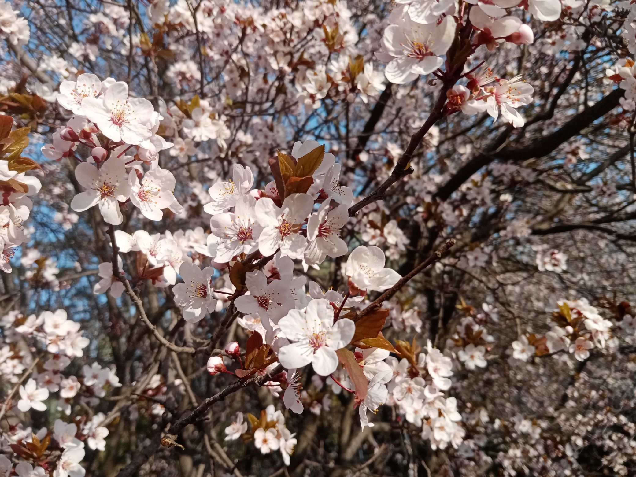 平度市植物园