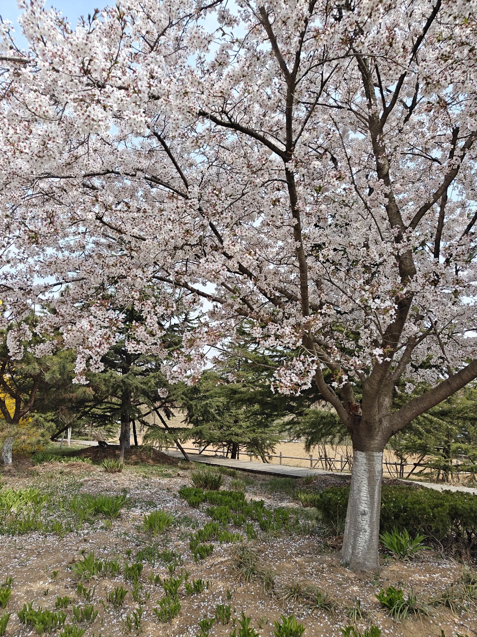 藏马山国际旅游度假区