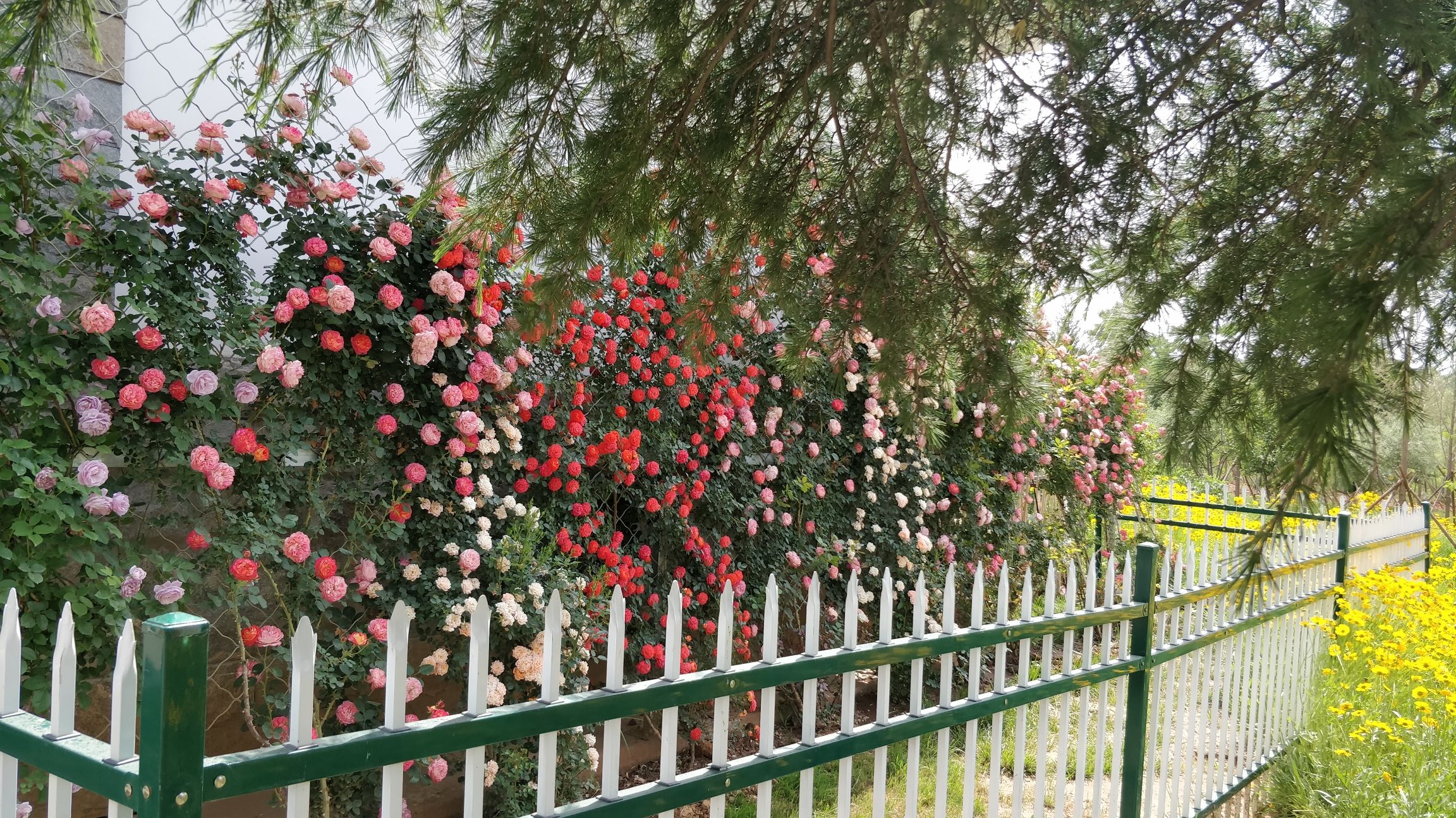 白马寺山植物园