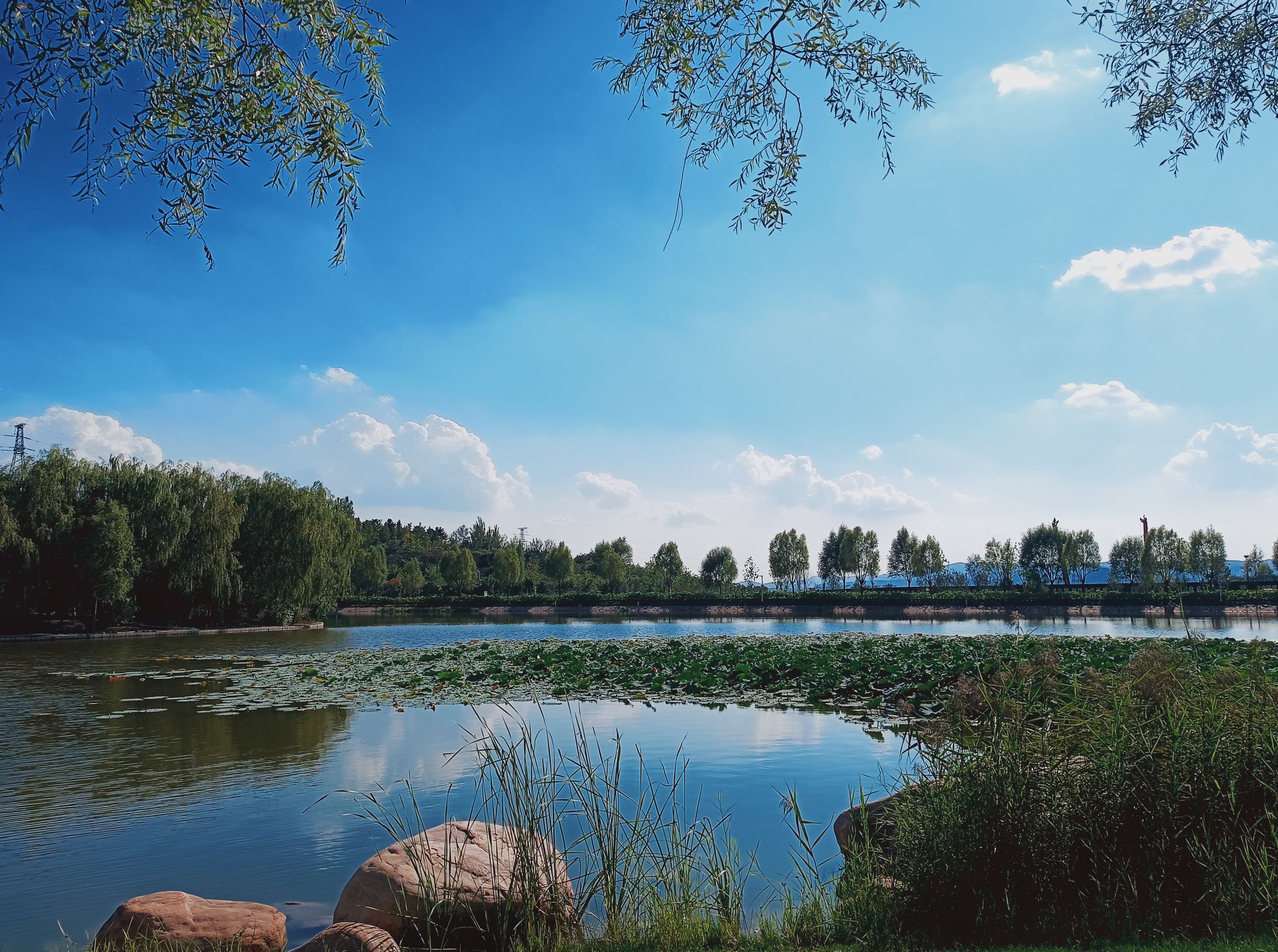 白马寺山植物园旅行图片