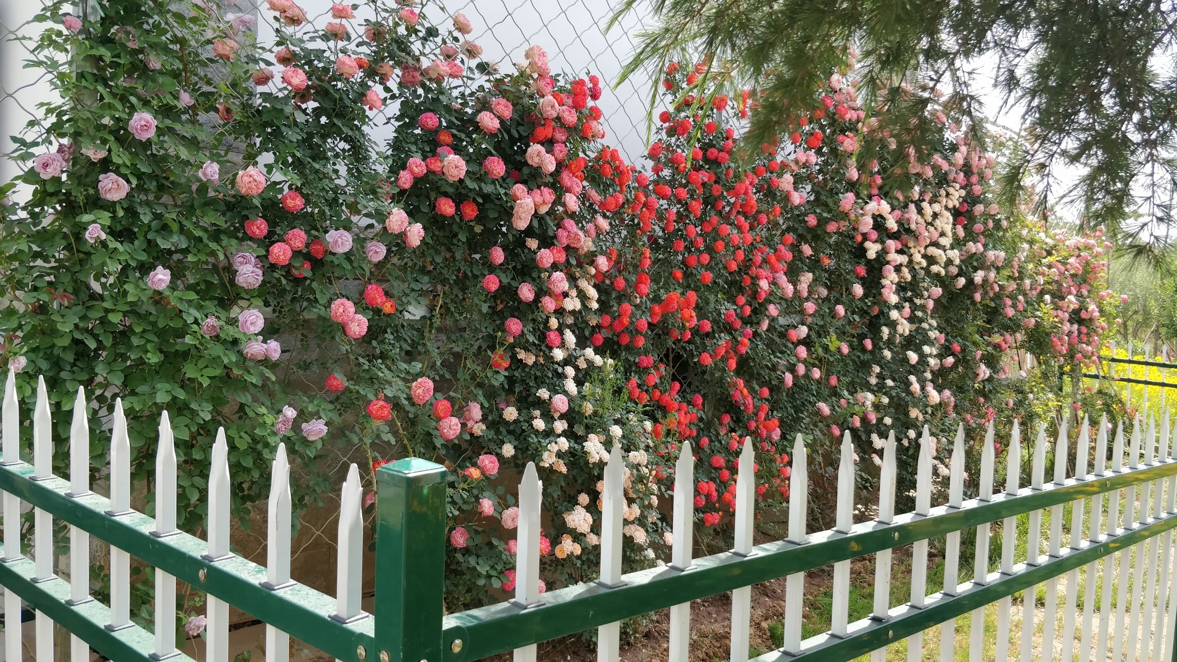 白马寺山植物园旅行图片