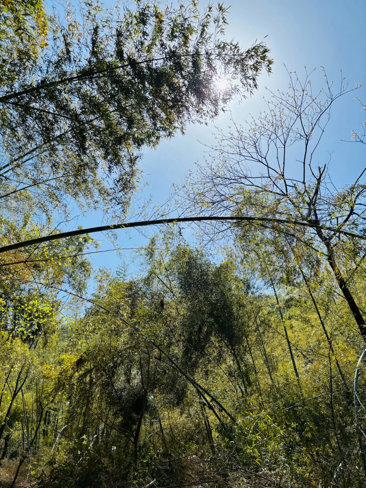 谷山森林公园旅行图片