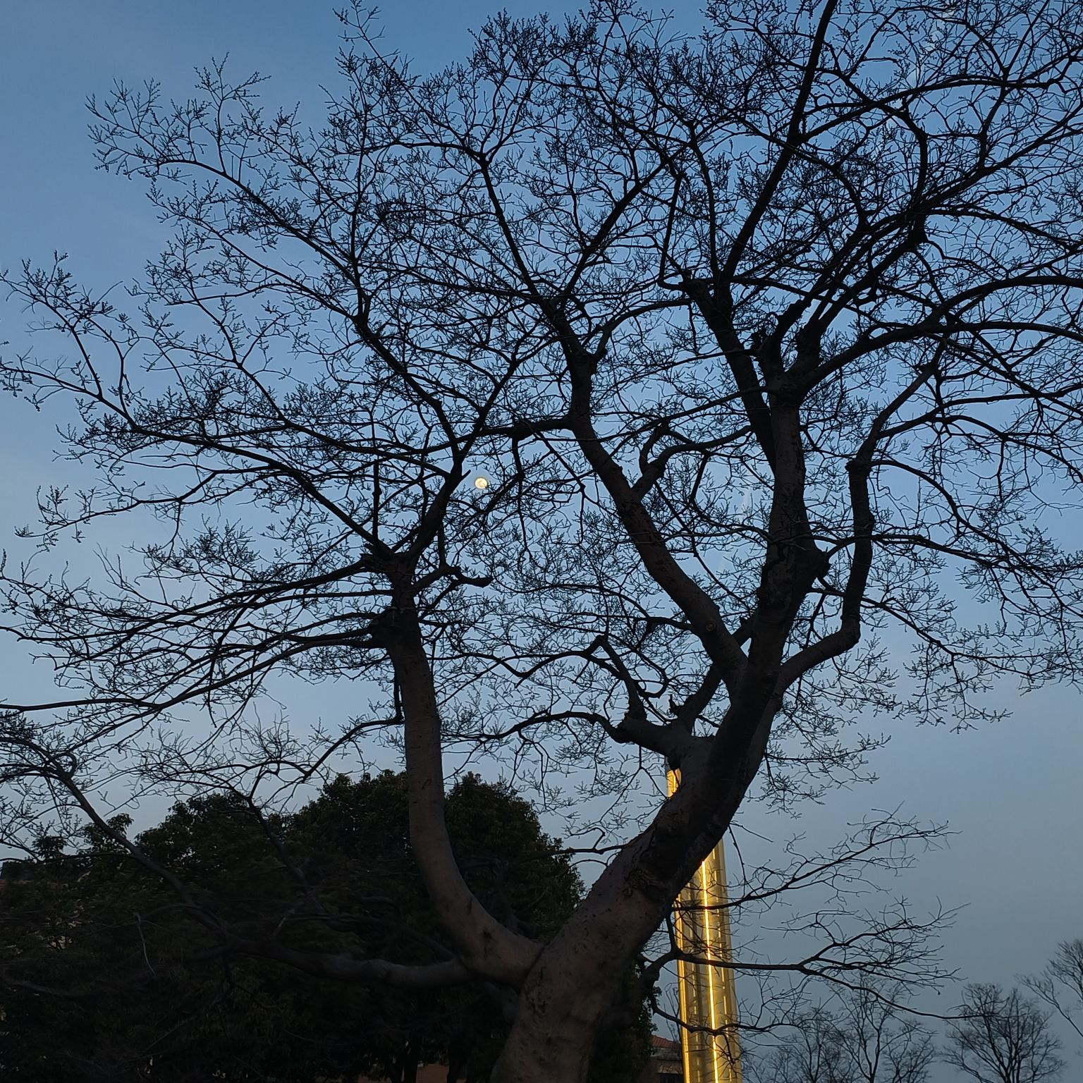 滆湖公园旅行图片