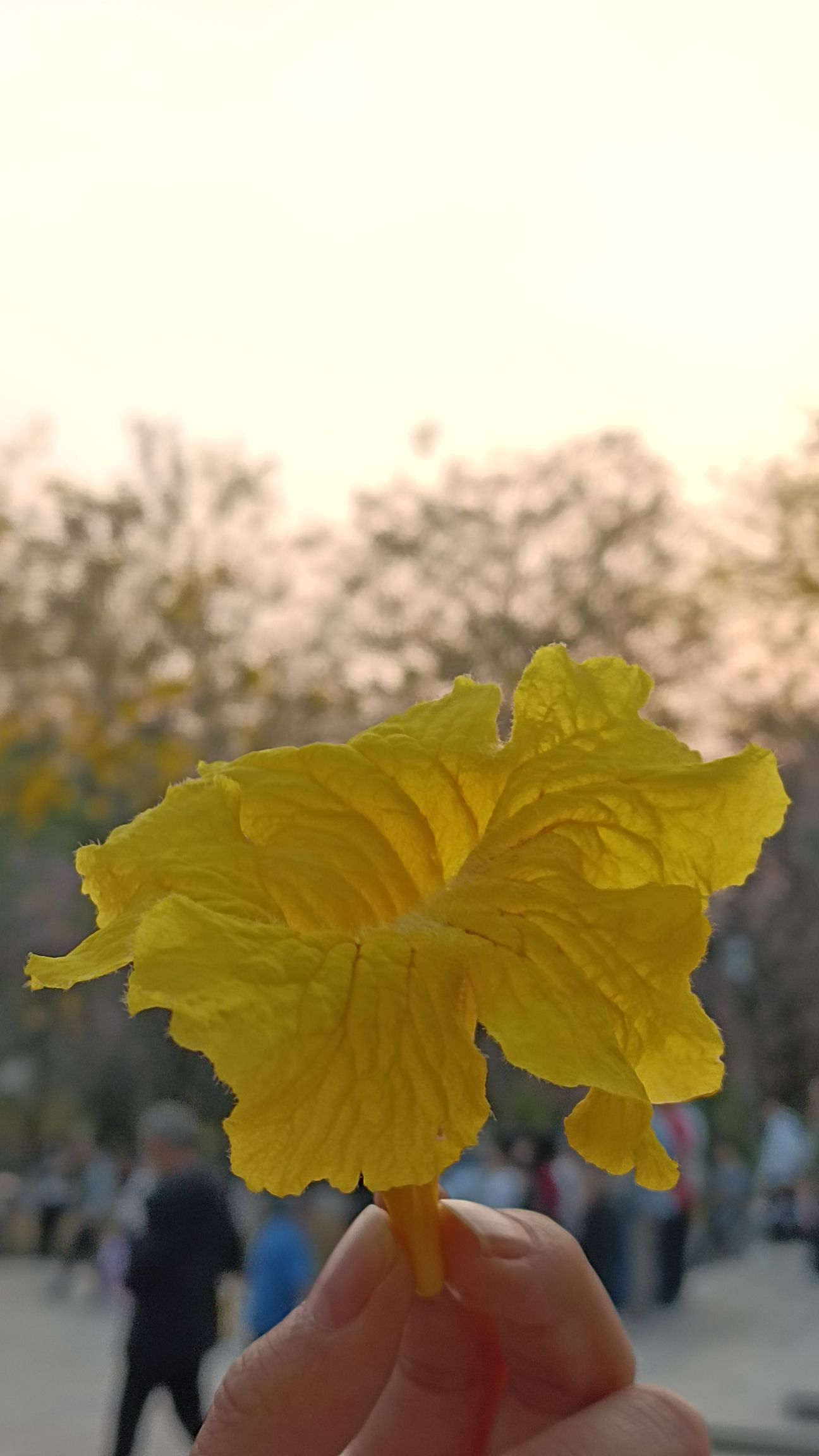 西湖旅行图片