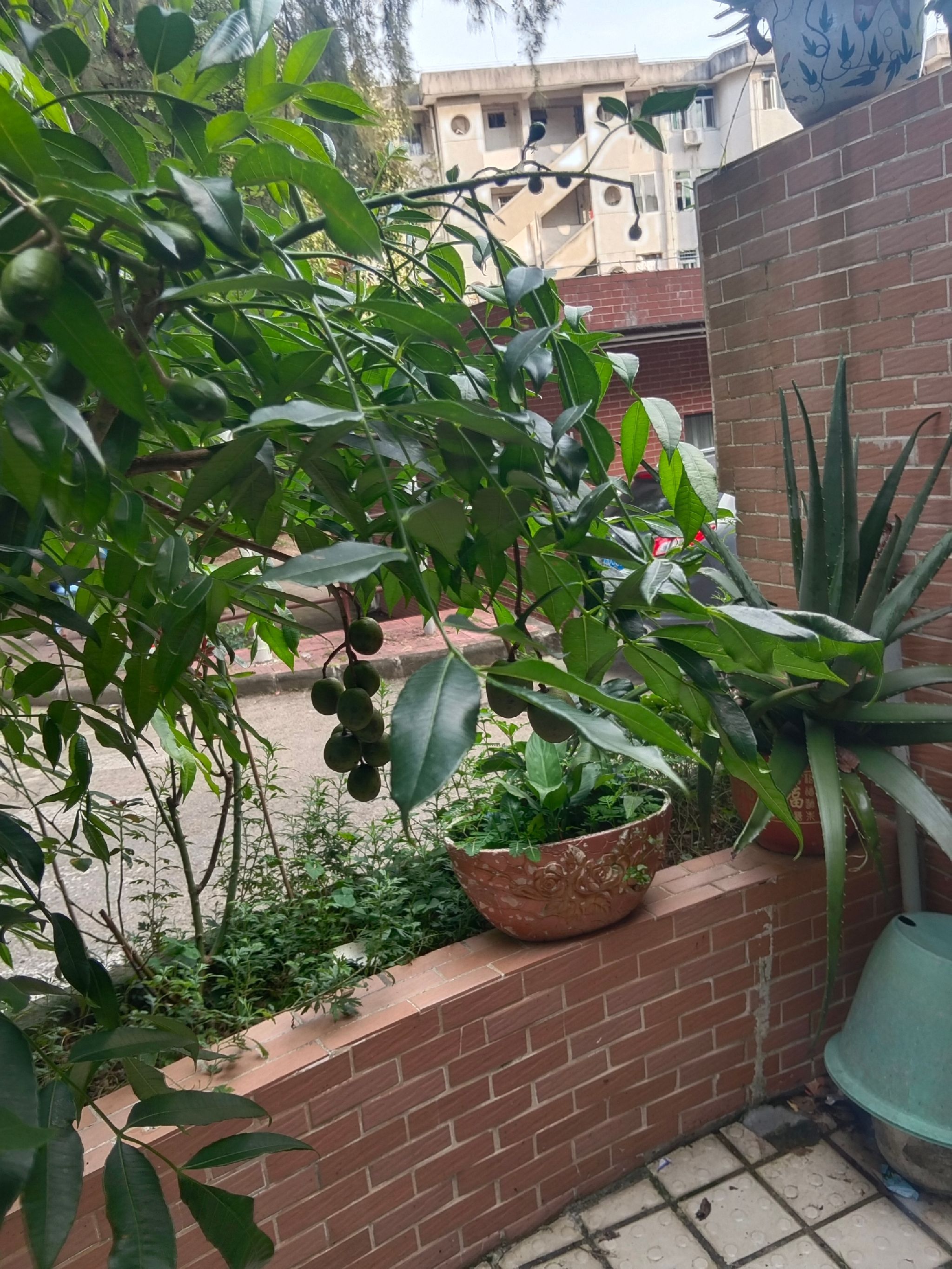 西湖旅行图片