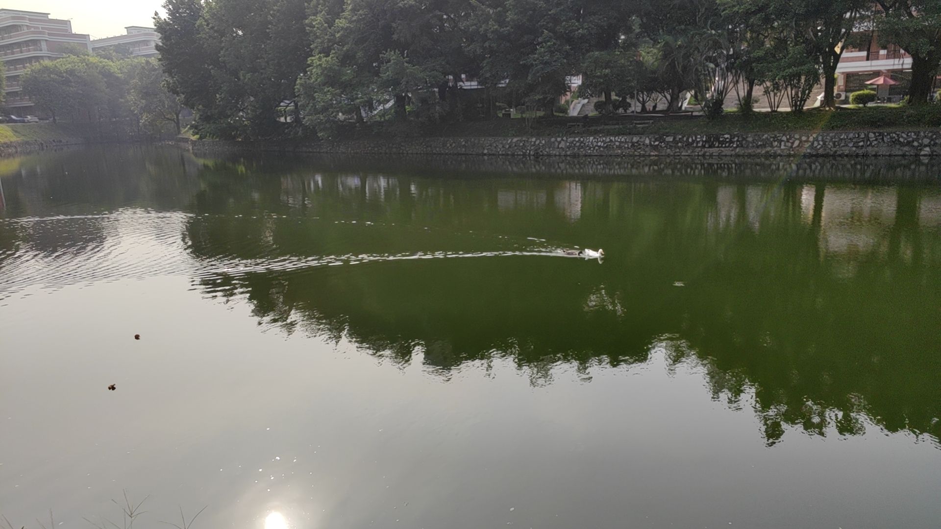 西湖旅行图片