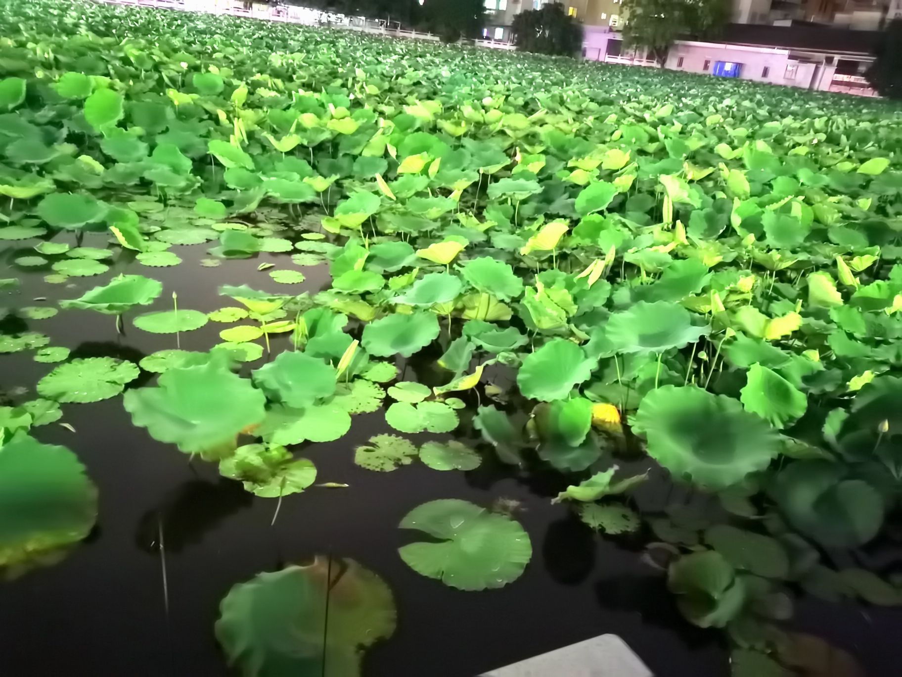 瓦窑坑村生态公园