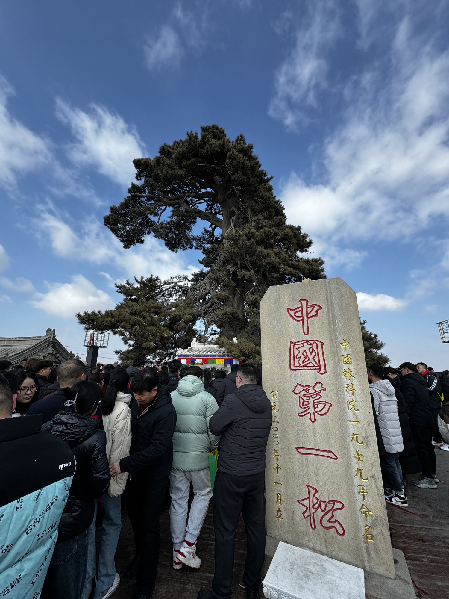 油松王旅游区