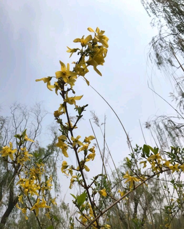 龙居桃花岛旅游度假区旅行图片
