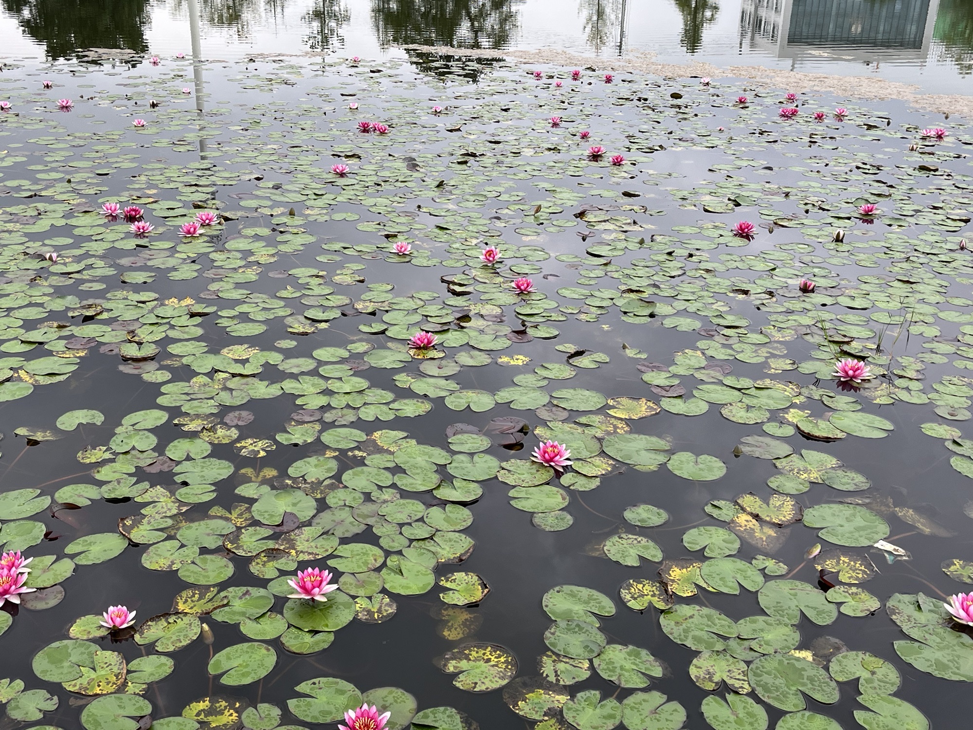 扁鹊湖