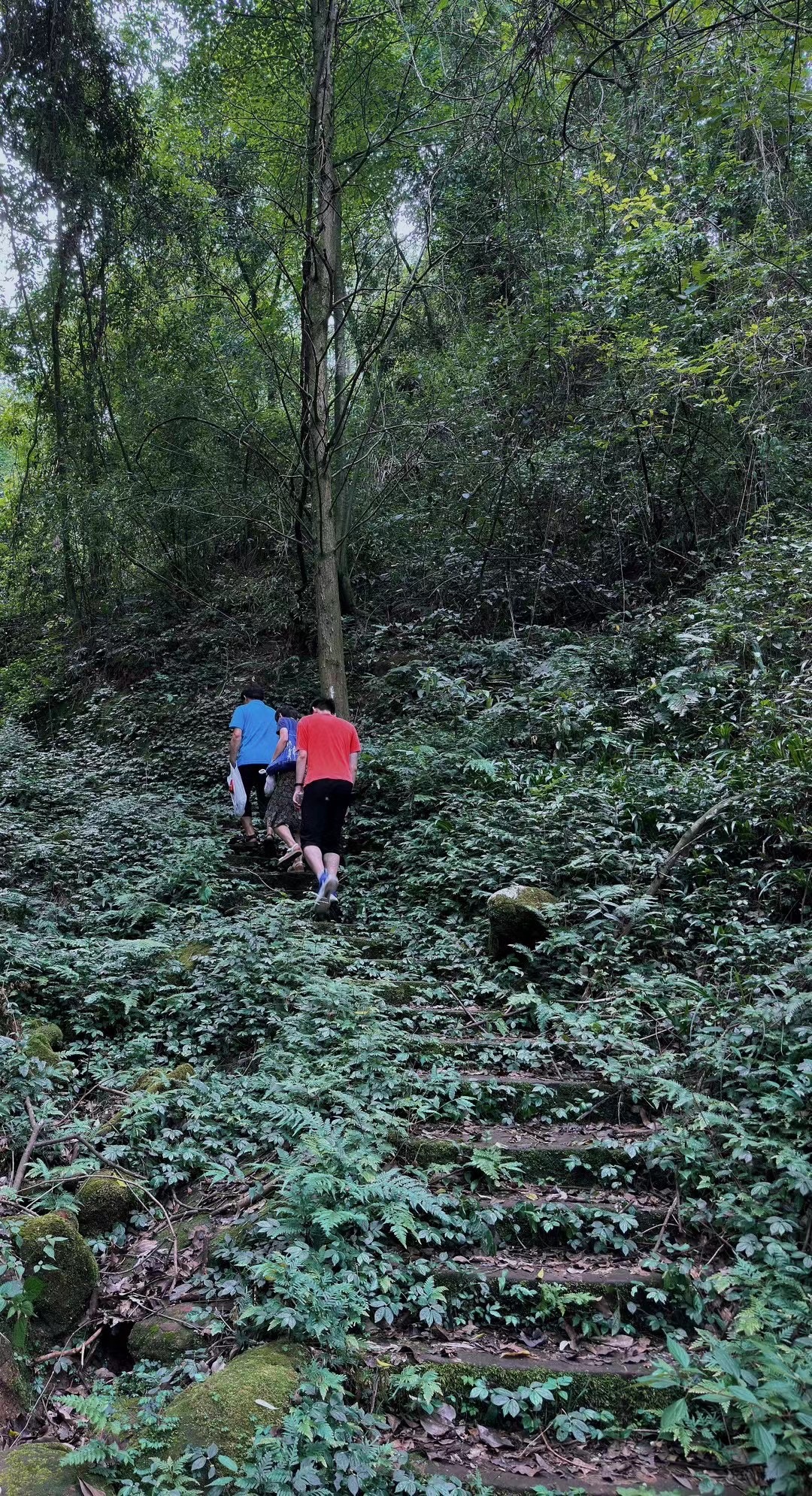 眉山市丹棱县九龙山森林公园