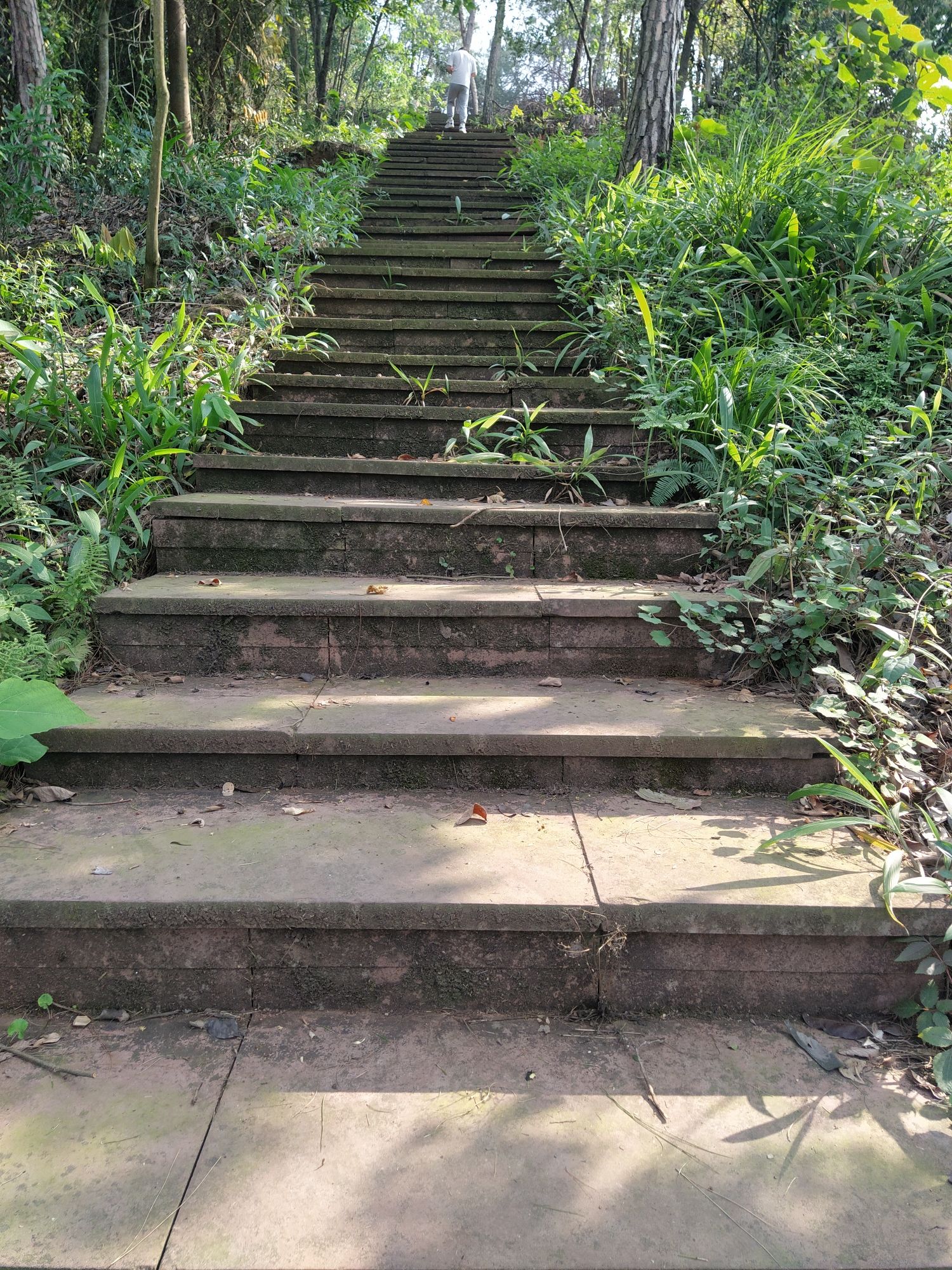 眉山市丹棱县九龙山森林公园旅行图片