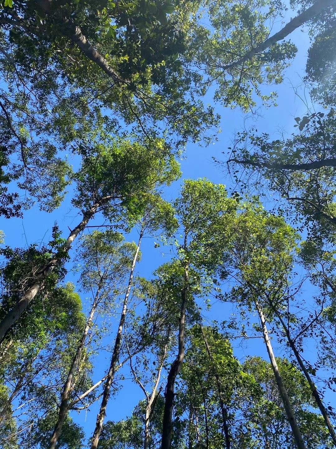 龙眼洞森林公园