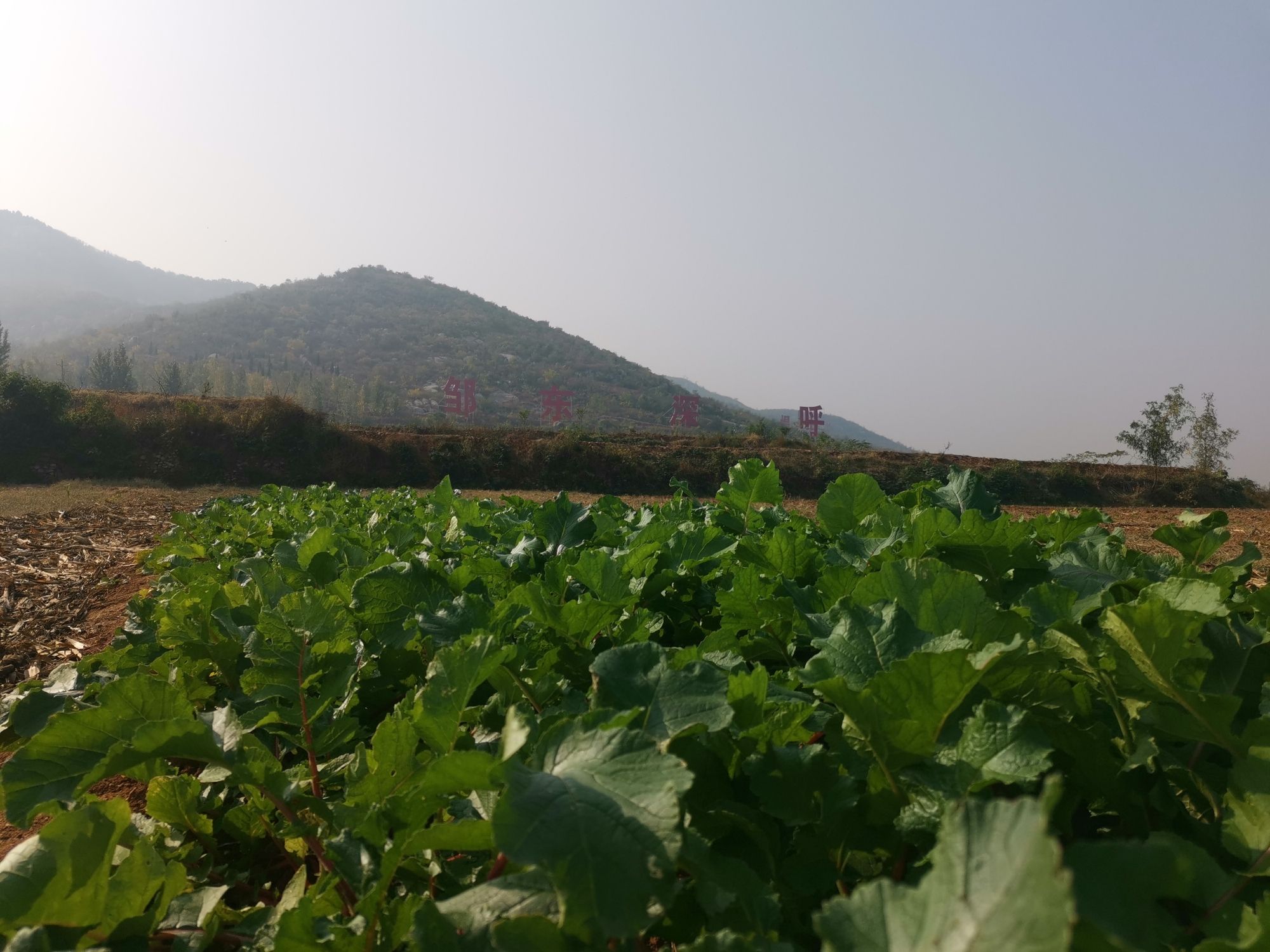 鸿山森林公园旅行图片