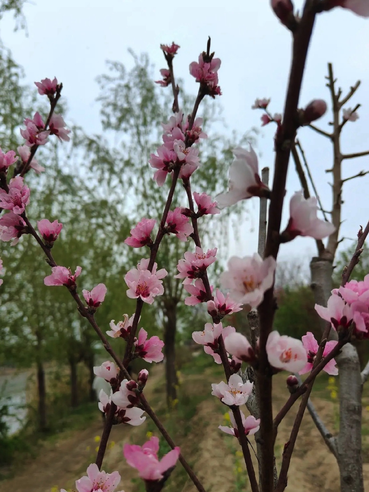 葛天公园旅行图片