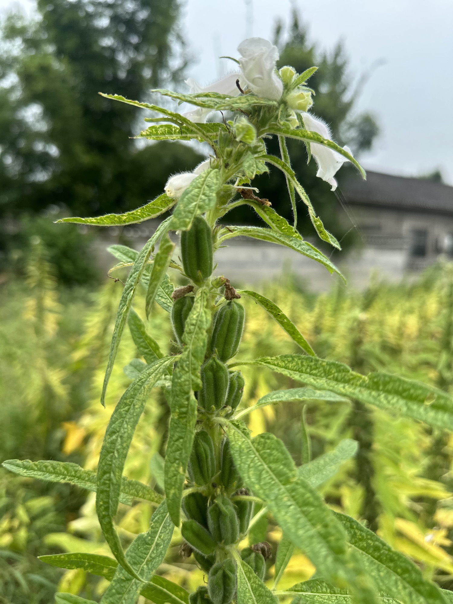新枫林花海旅行图片