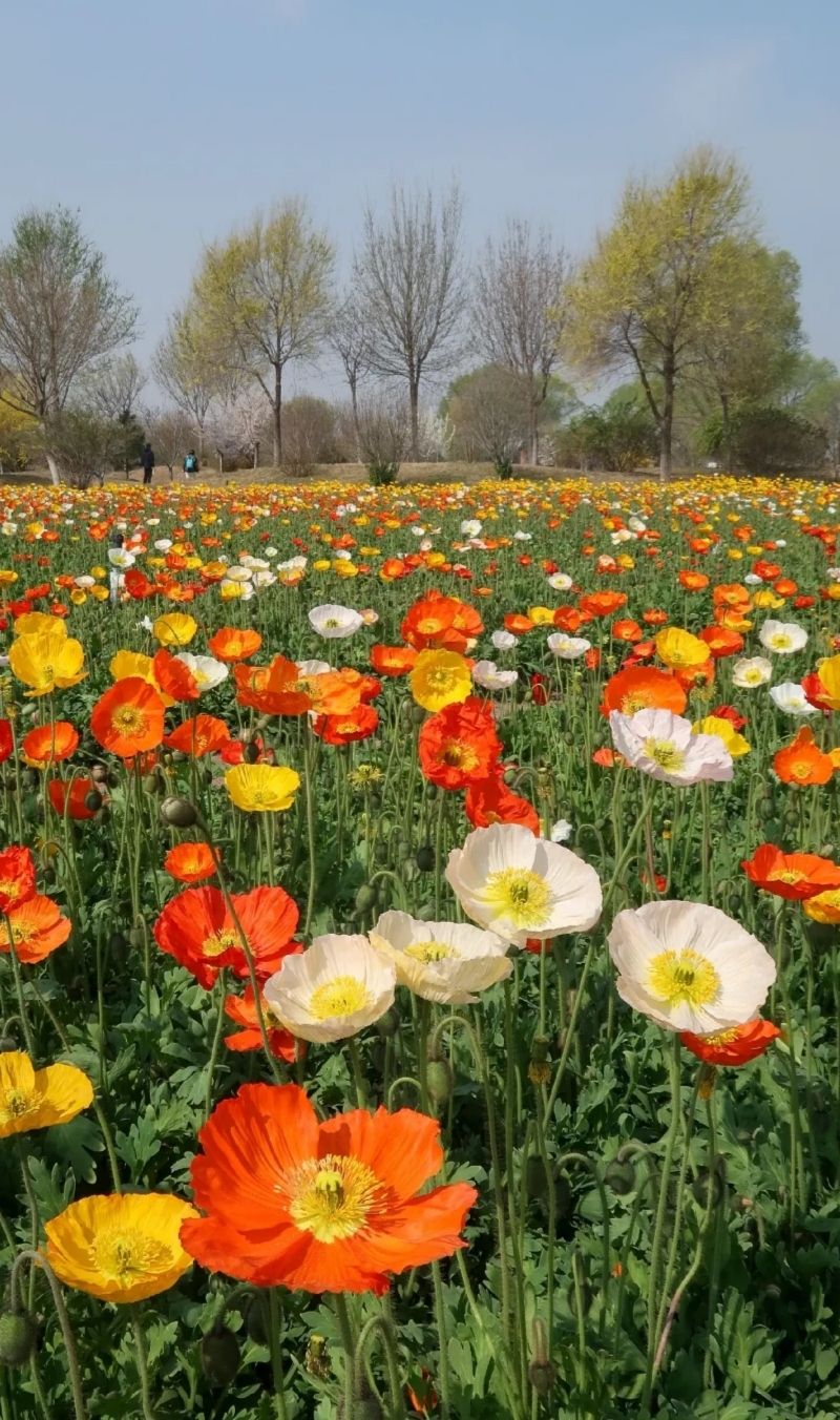 新枫林花海旅行图片