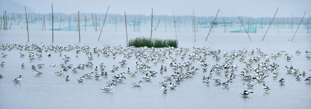 新会银湖湾湿地公园旅行图片