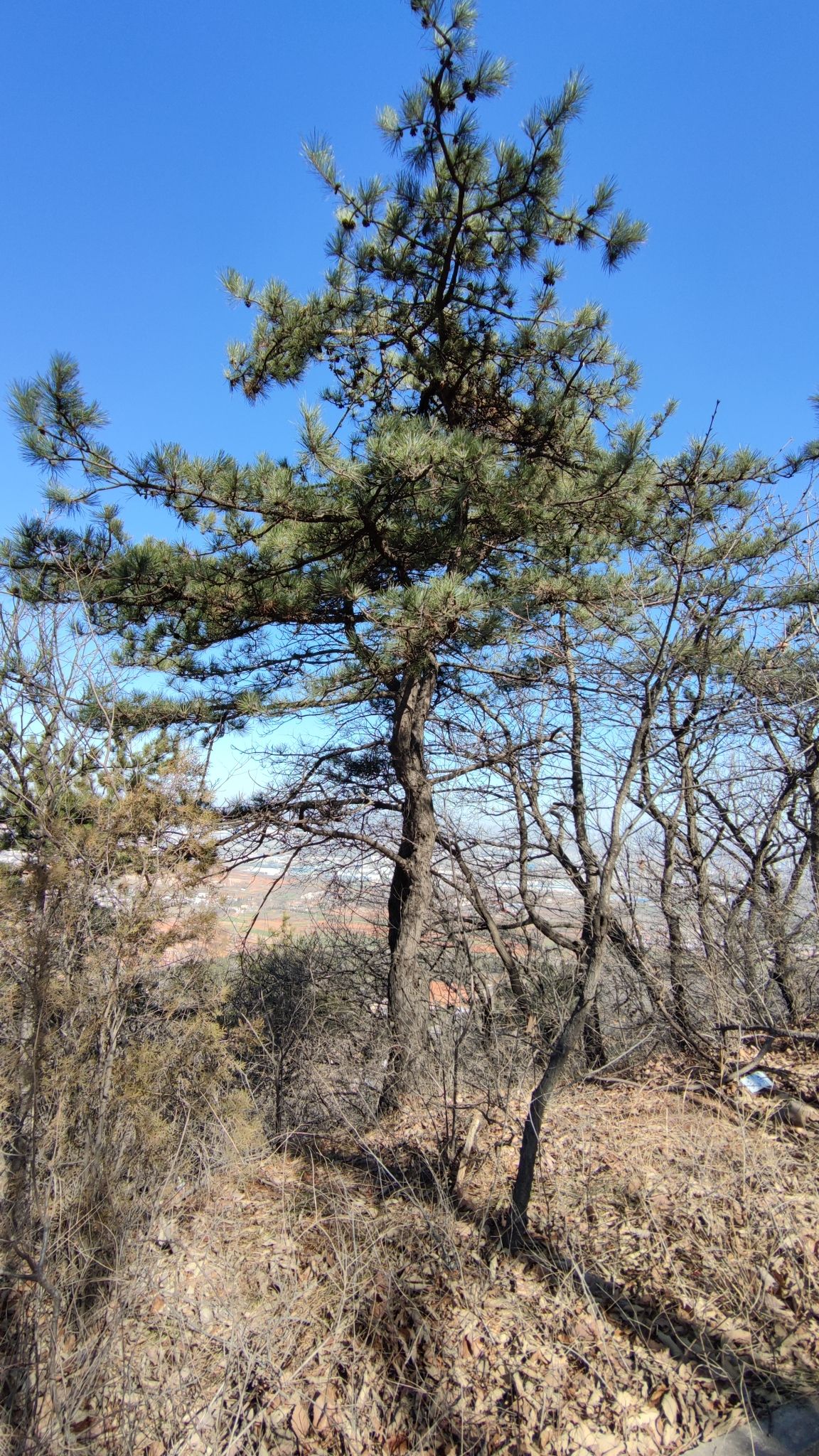 翠屏山森林公园