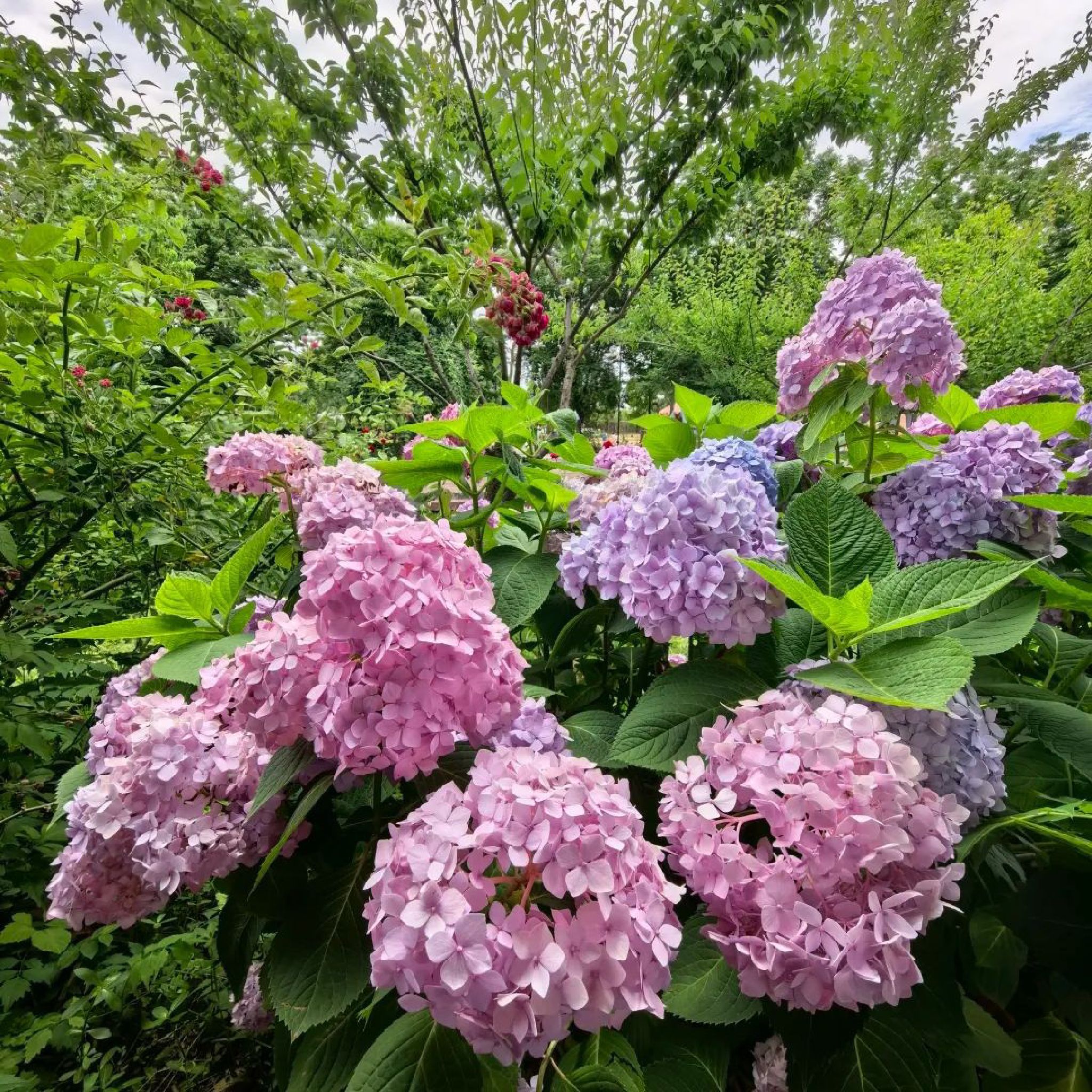 鹅湖玫瑰文化园旅行图片