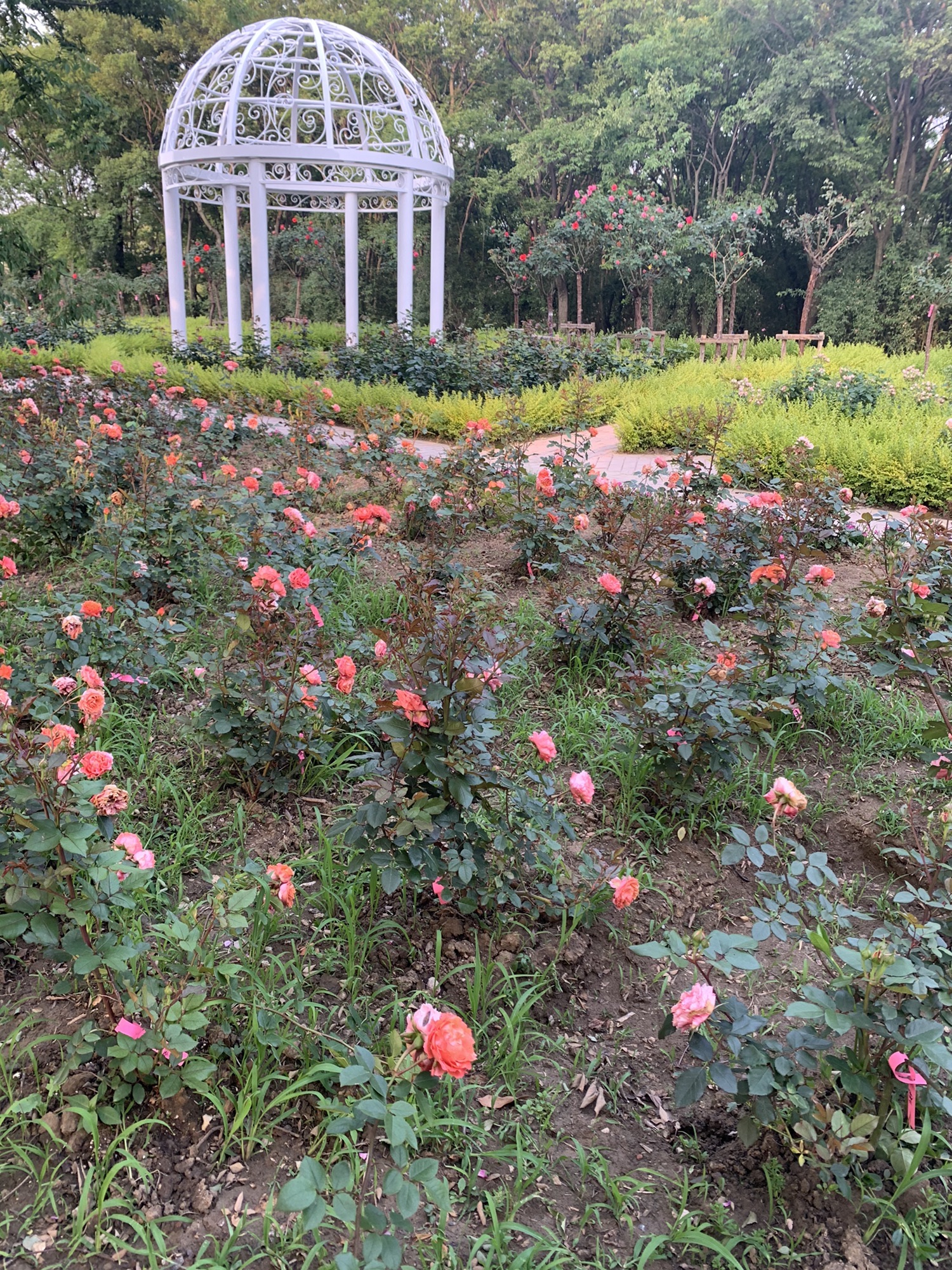 鹅湖玫瑰文化园旅行图片
