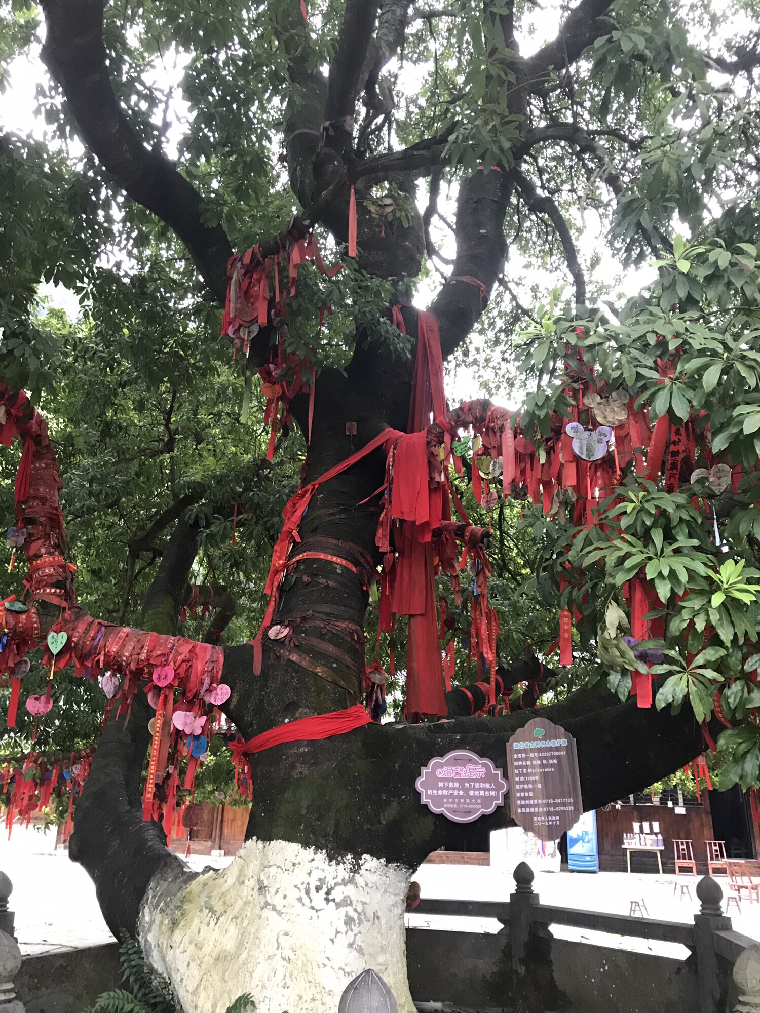 杨梅古寨景区旅行图片