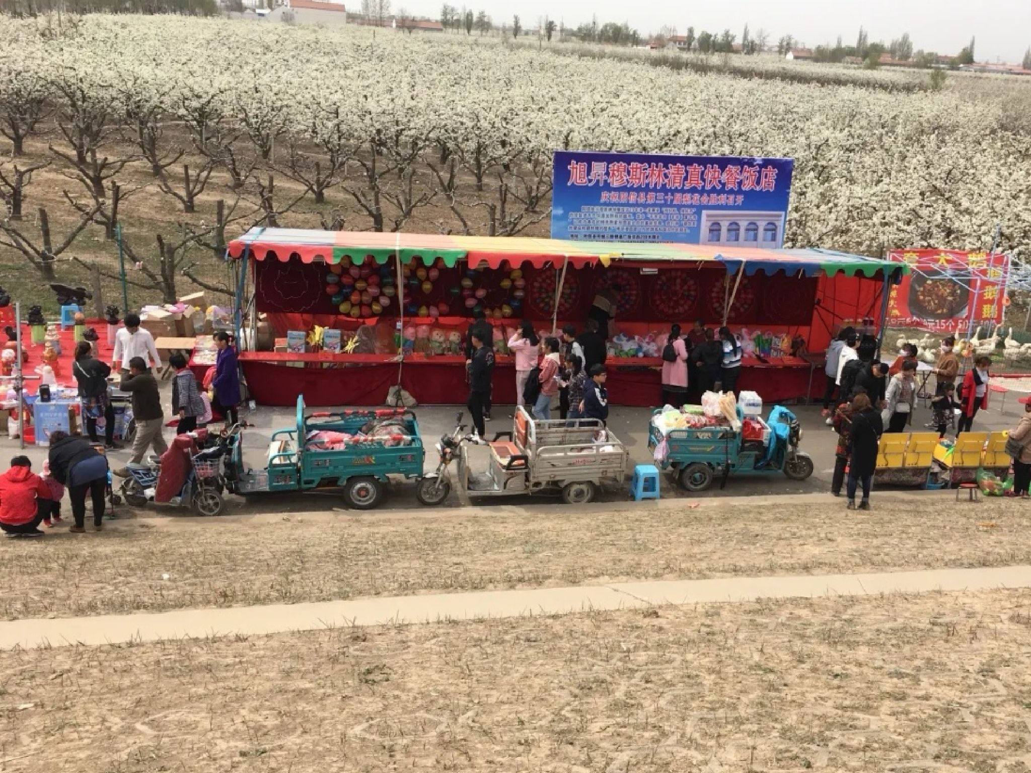 阳信万亩梨园旅行图片