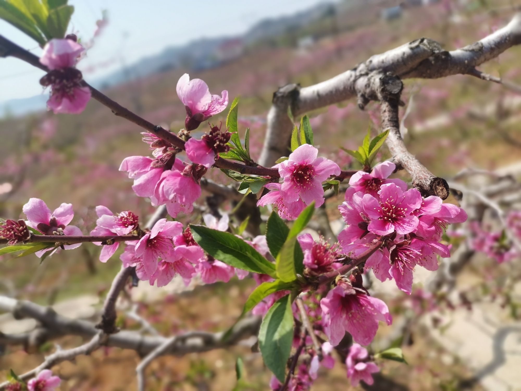 丹东桃花岛