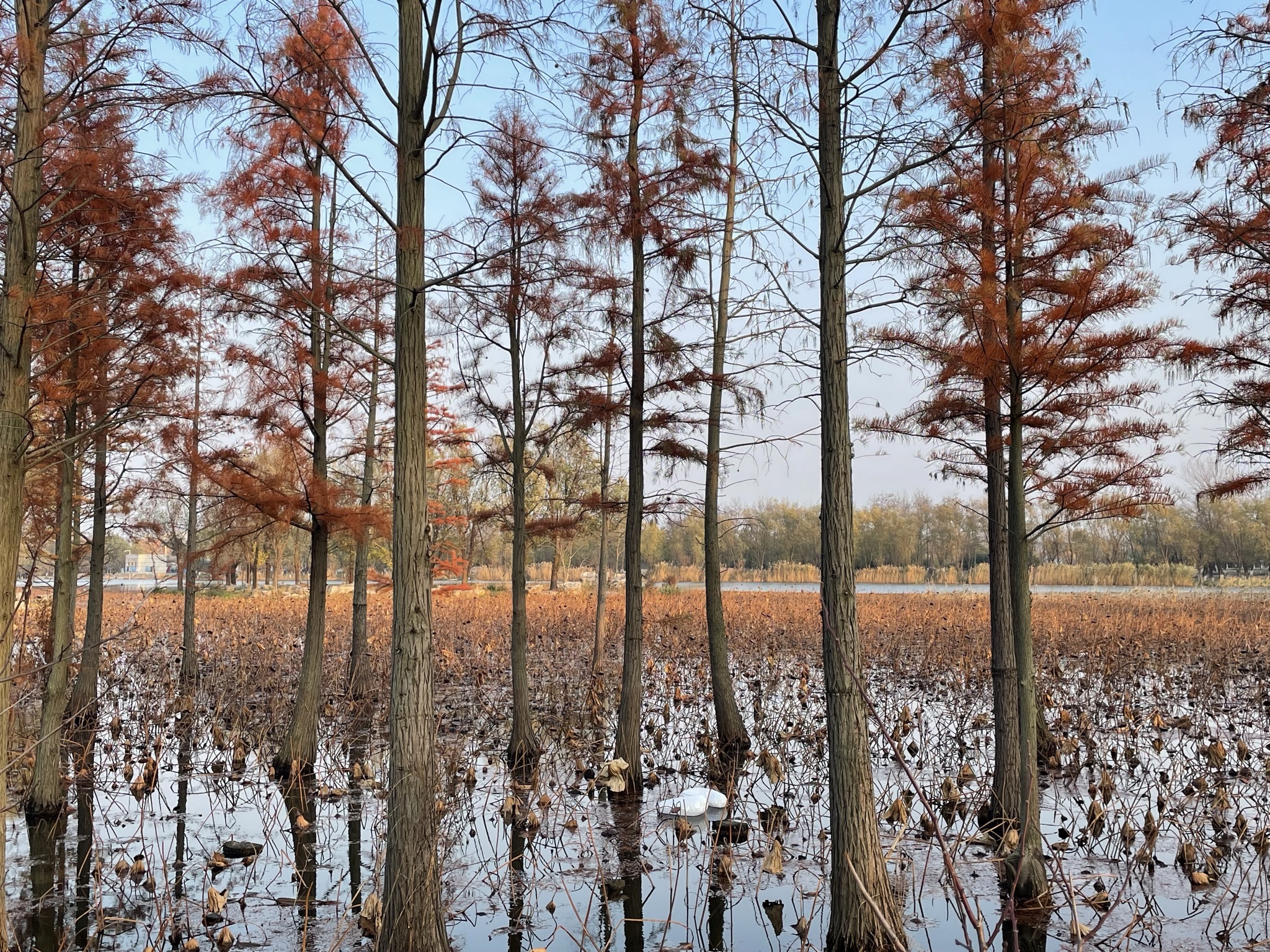 鱼鸟河公园旅行图片