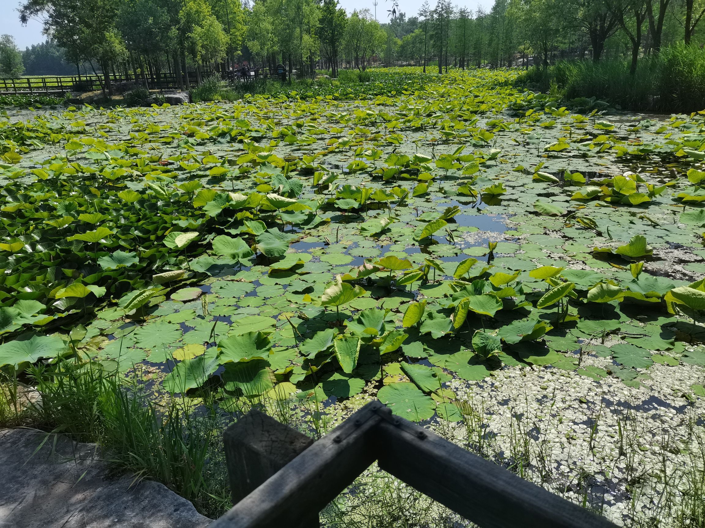 鱼鸟河公园旅行图片