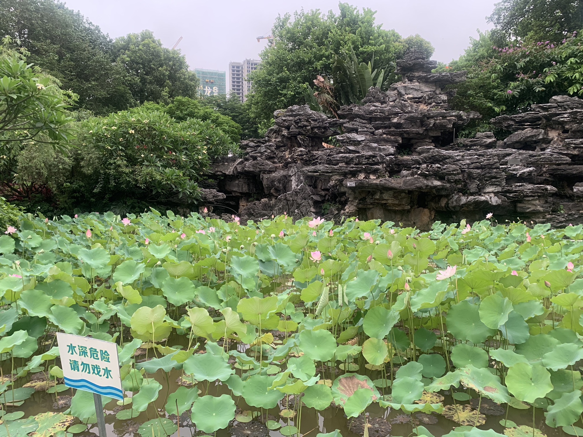九龙公园旅行图片