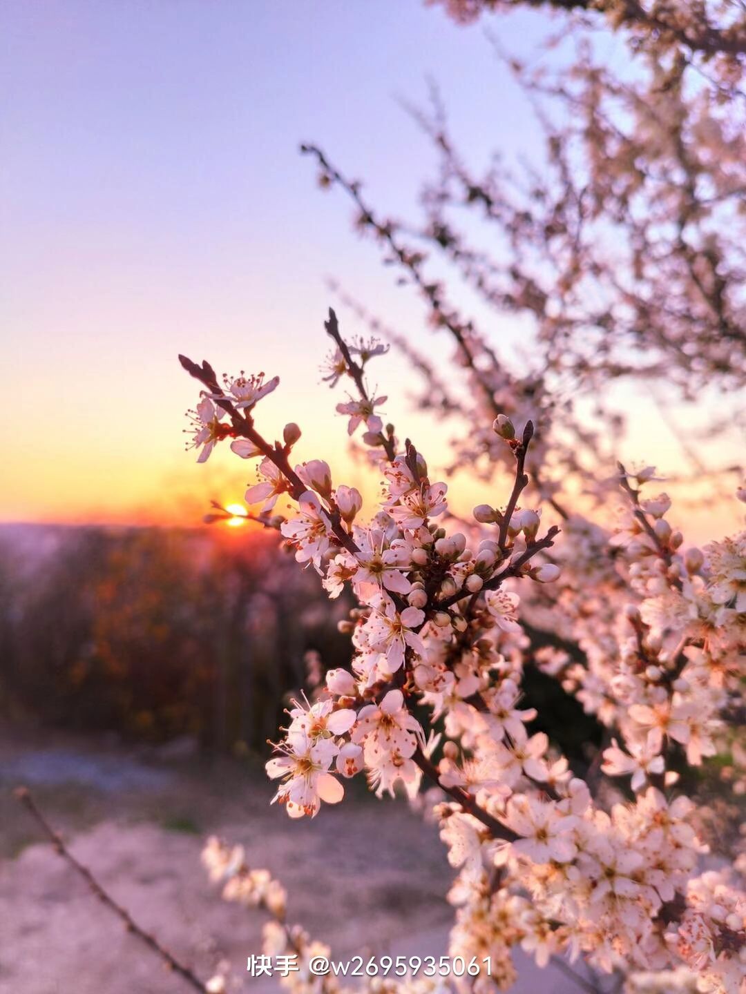樱花园