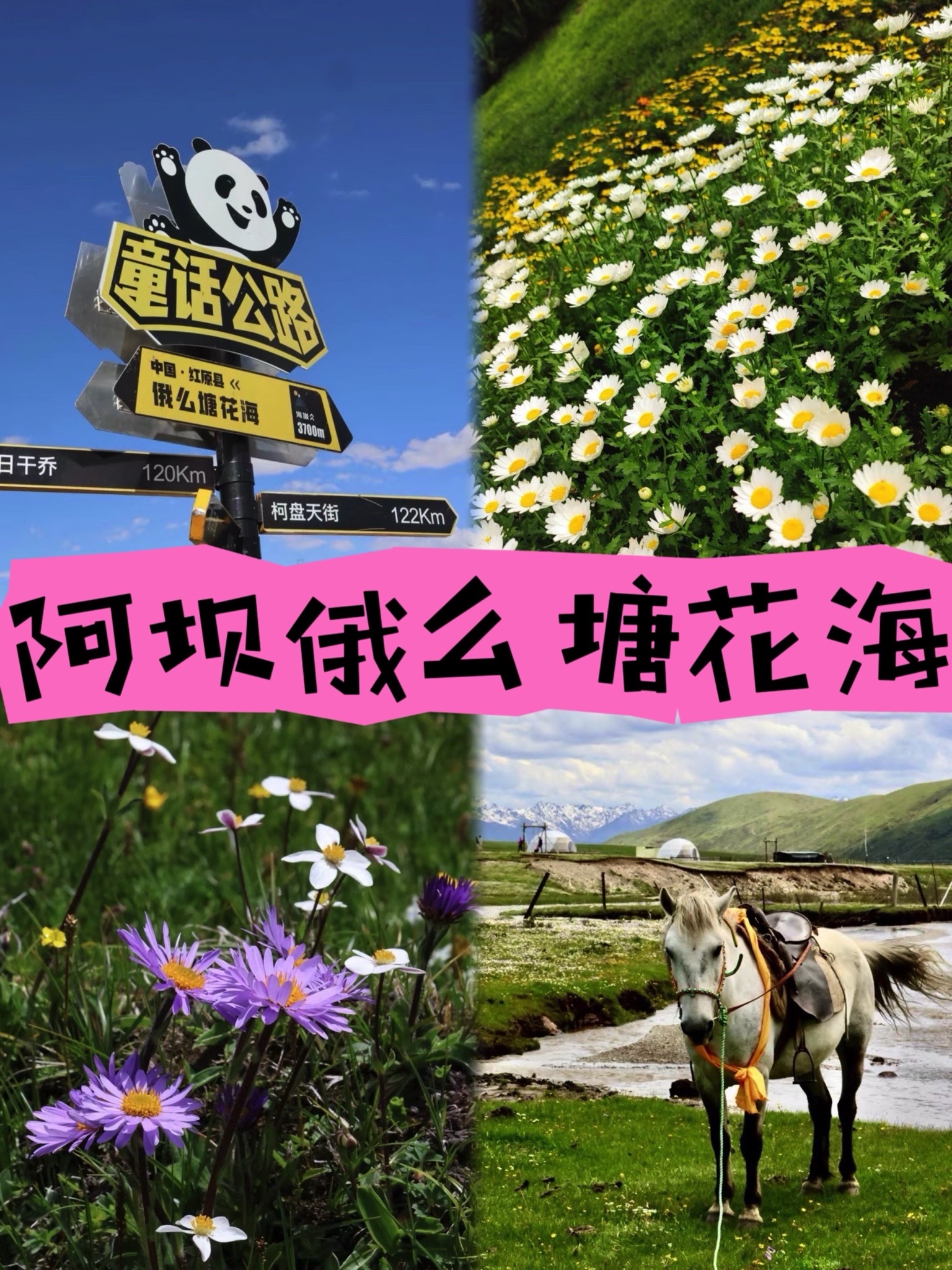 俄么塘·花海景区(暂停开放)旅行图片